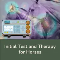 Initial Test and Therapy for Horses – Image 1