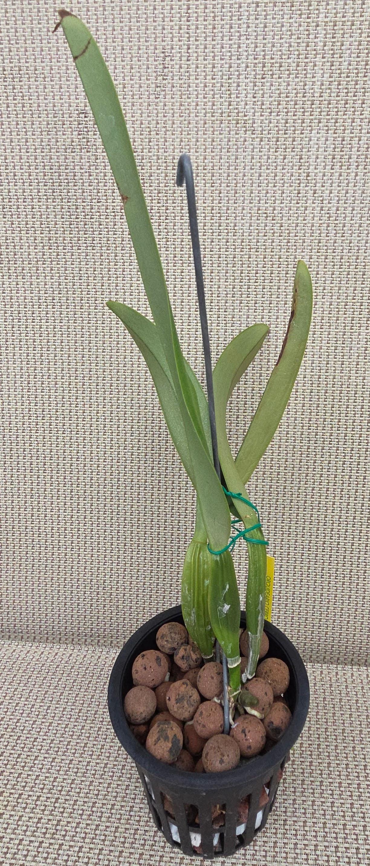 Cattleya trianae coerulea 'La Perla' – Image 3
