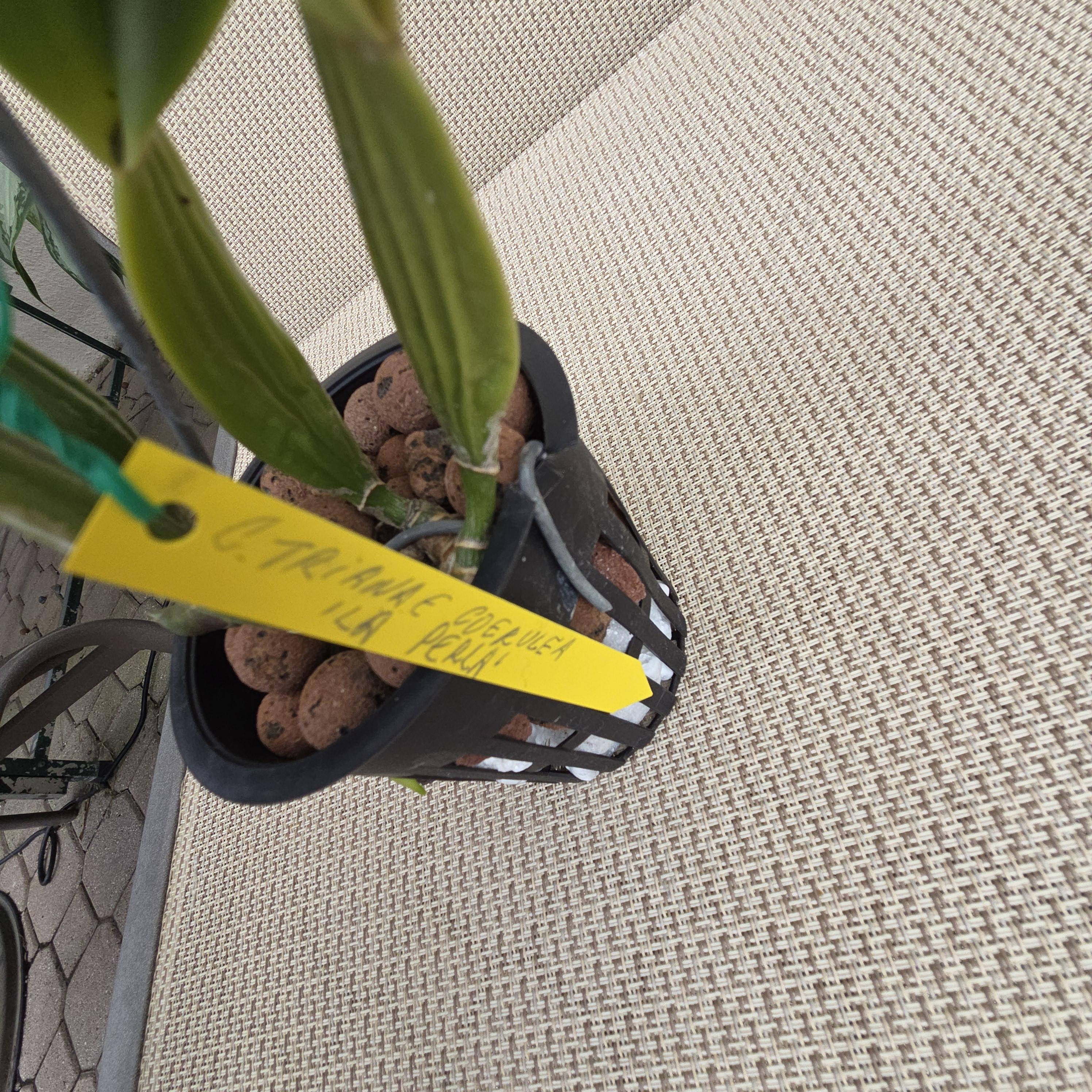 Cattleya trianae coerulea 'La Perla' – Image 6