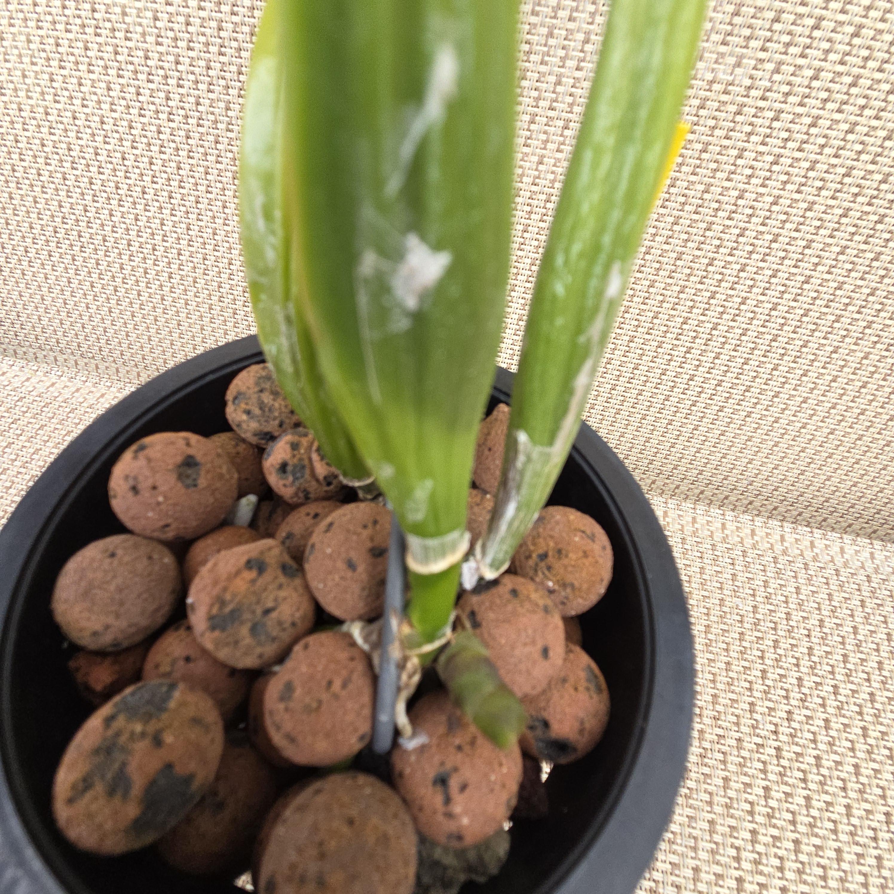 Cattleya trianae coerulea 'La Perla' – Image 4