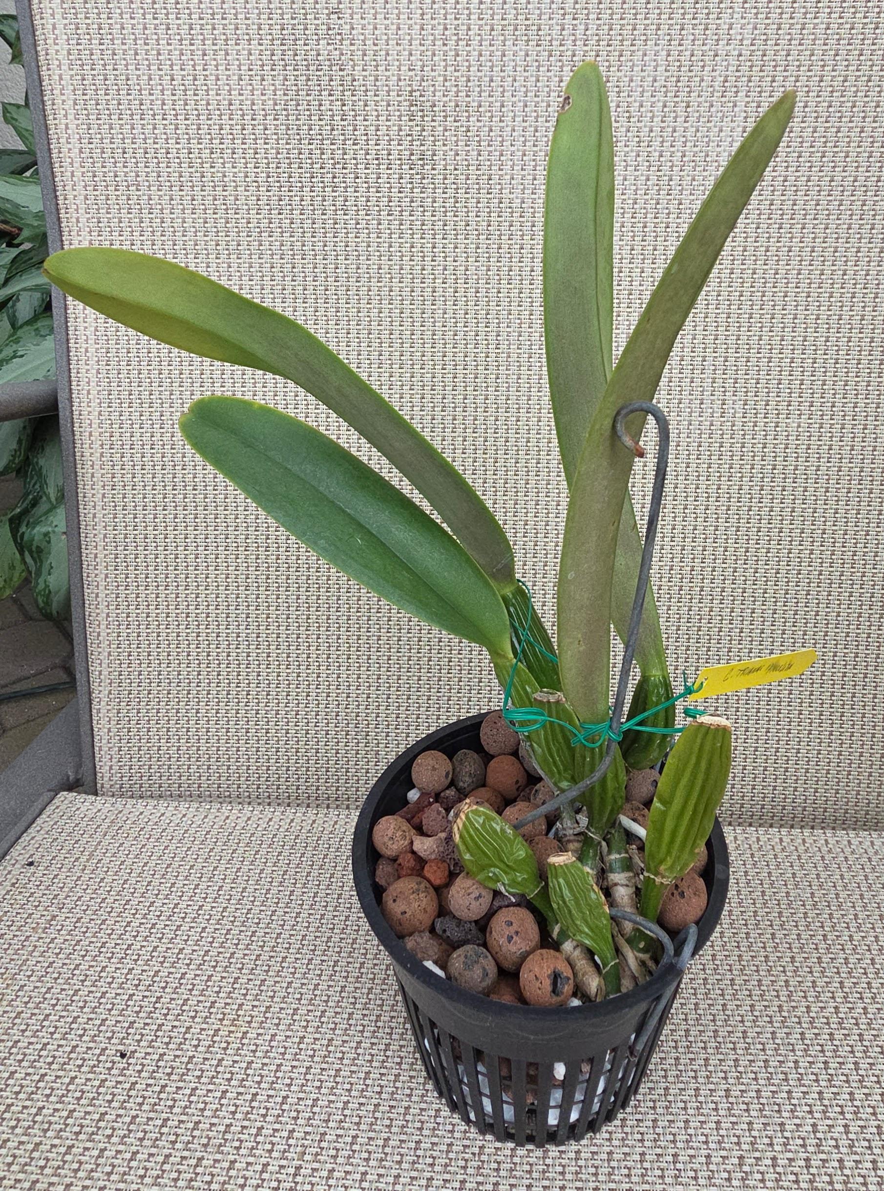 Cattleya trianae 'Pinceliza' – Image 3