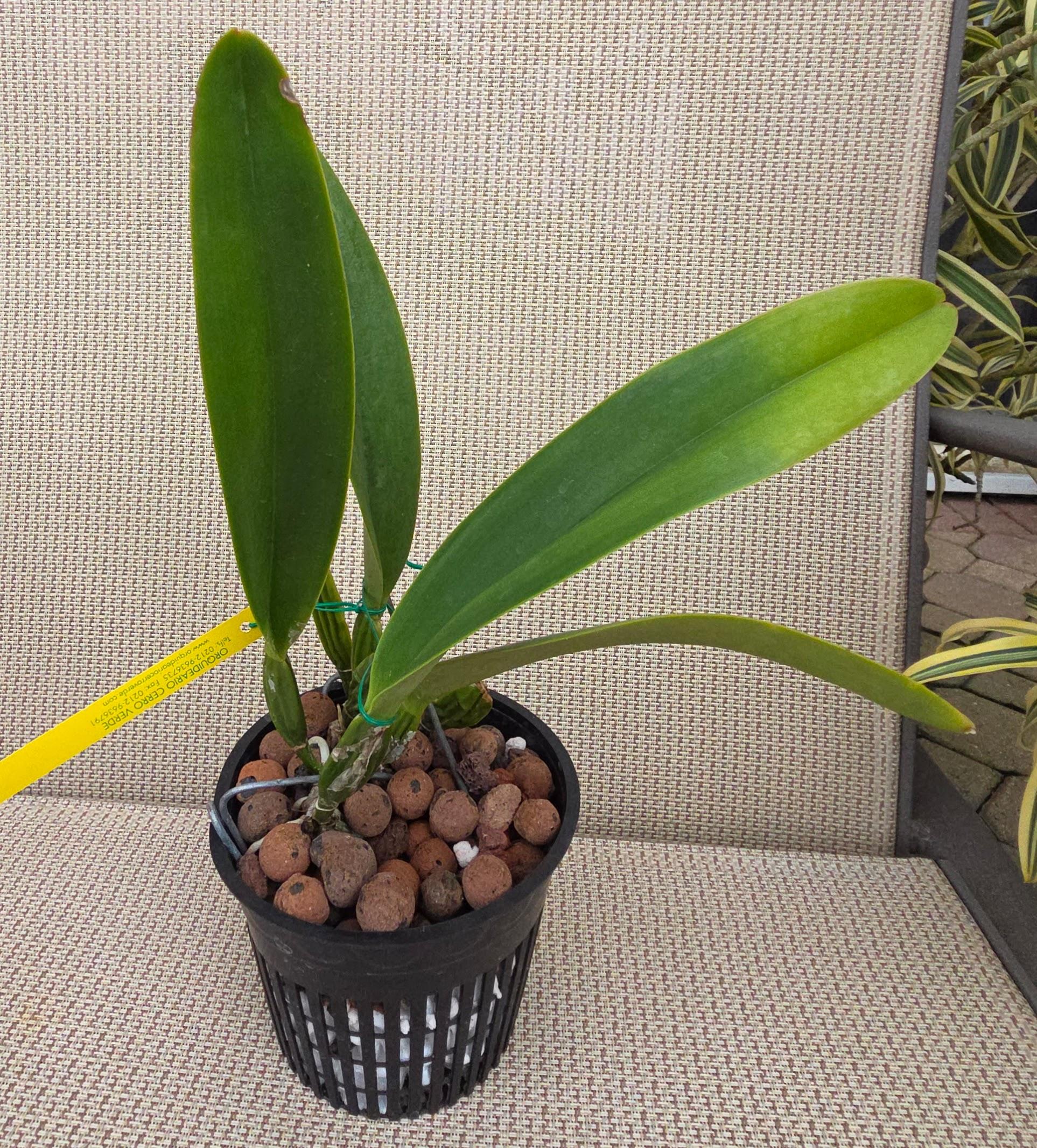 Cattleya trianae 'Pinceliza' – Image 2