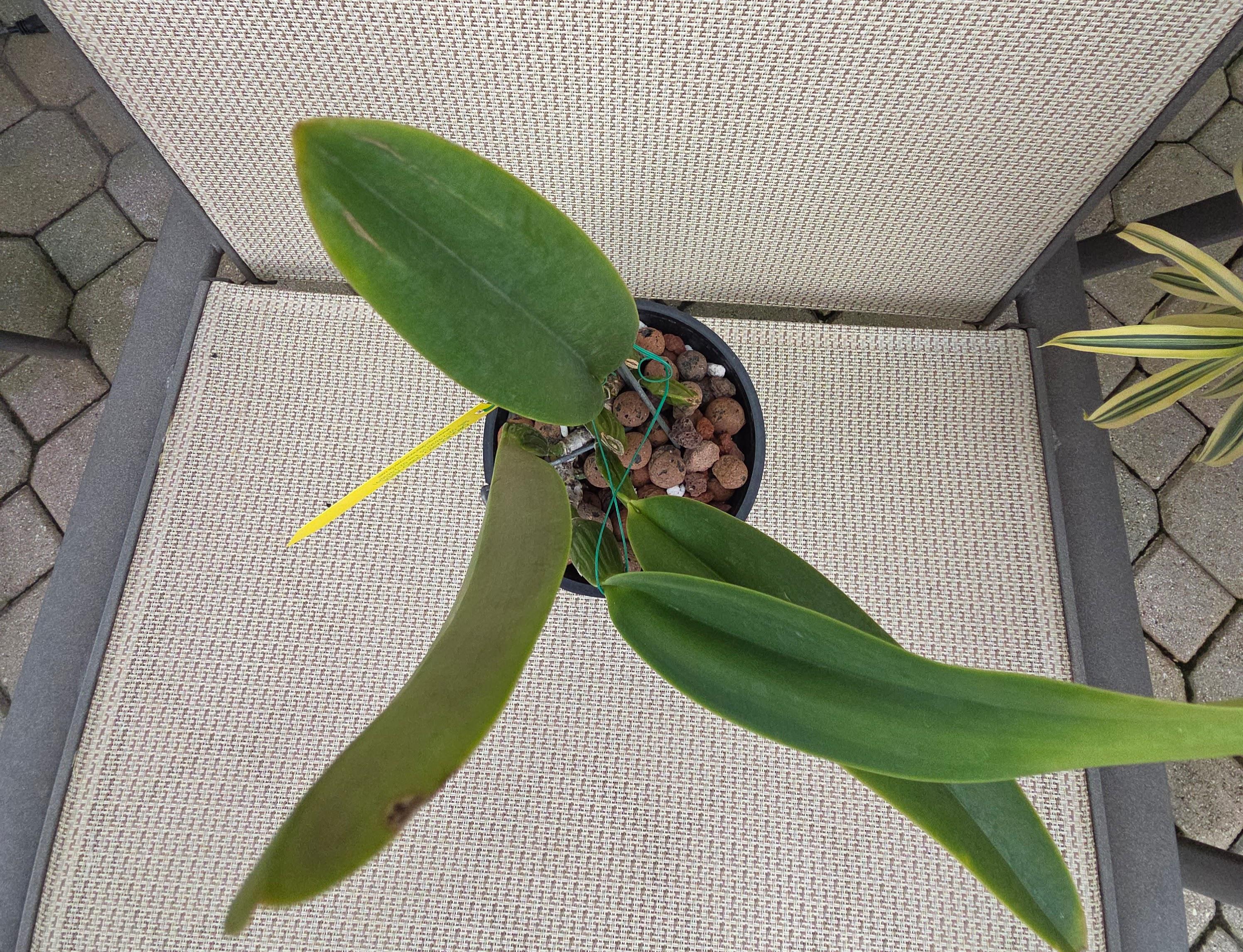 Cattleya trianae 'Pinceliza' – Image 5