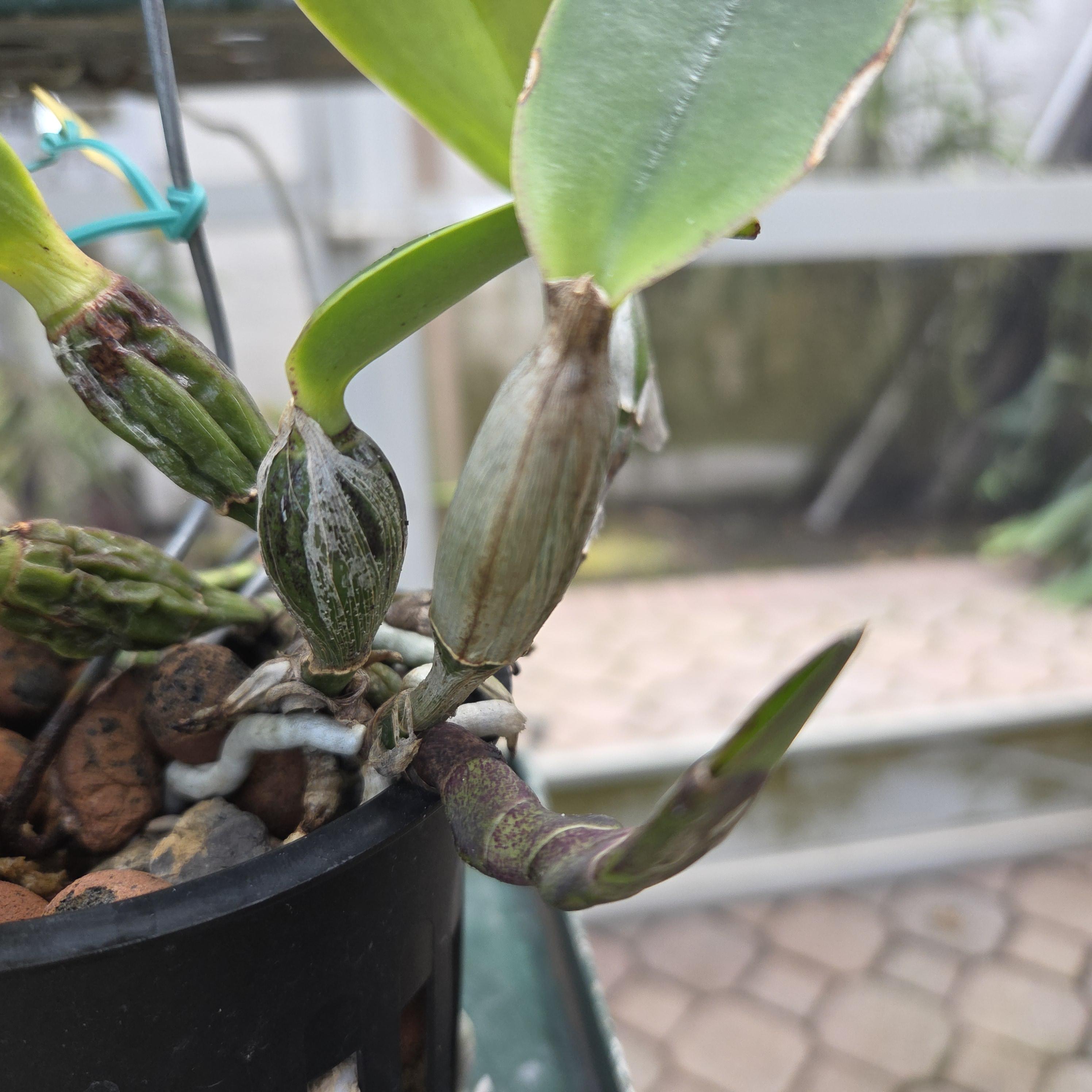 Cattleya walkeriana (rubra x tipo) – Image 3