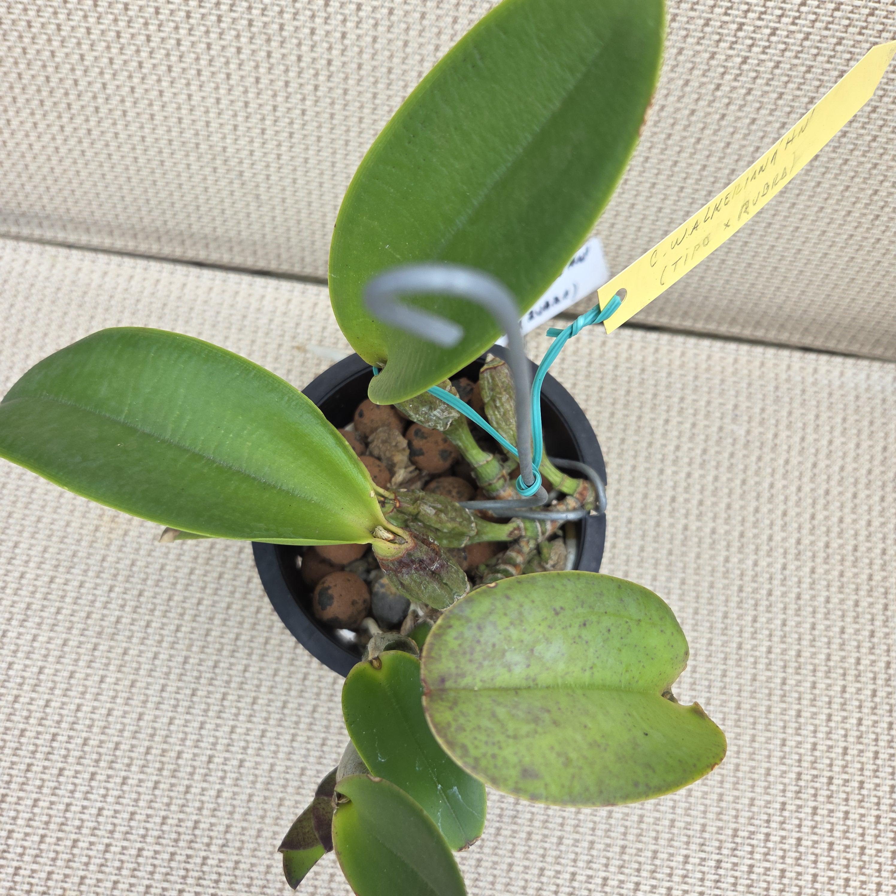 Cattleya walkeriana (rubra x tipo) – Image 4