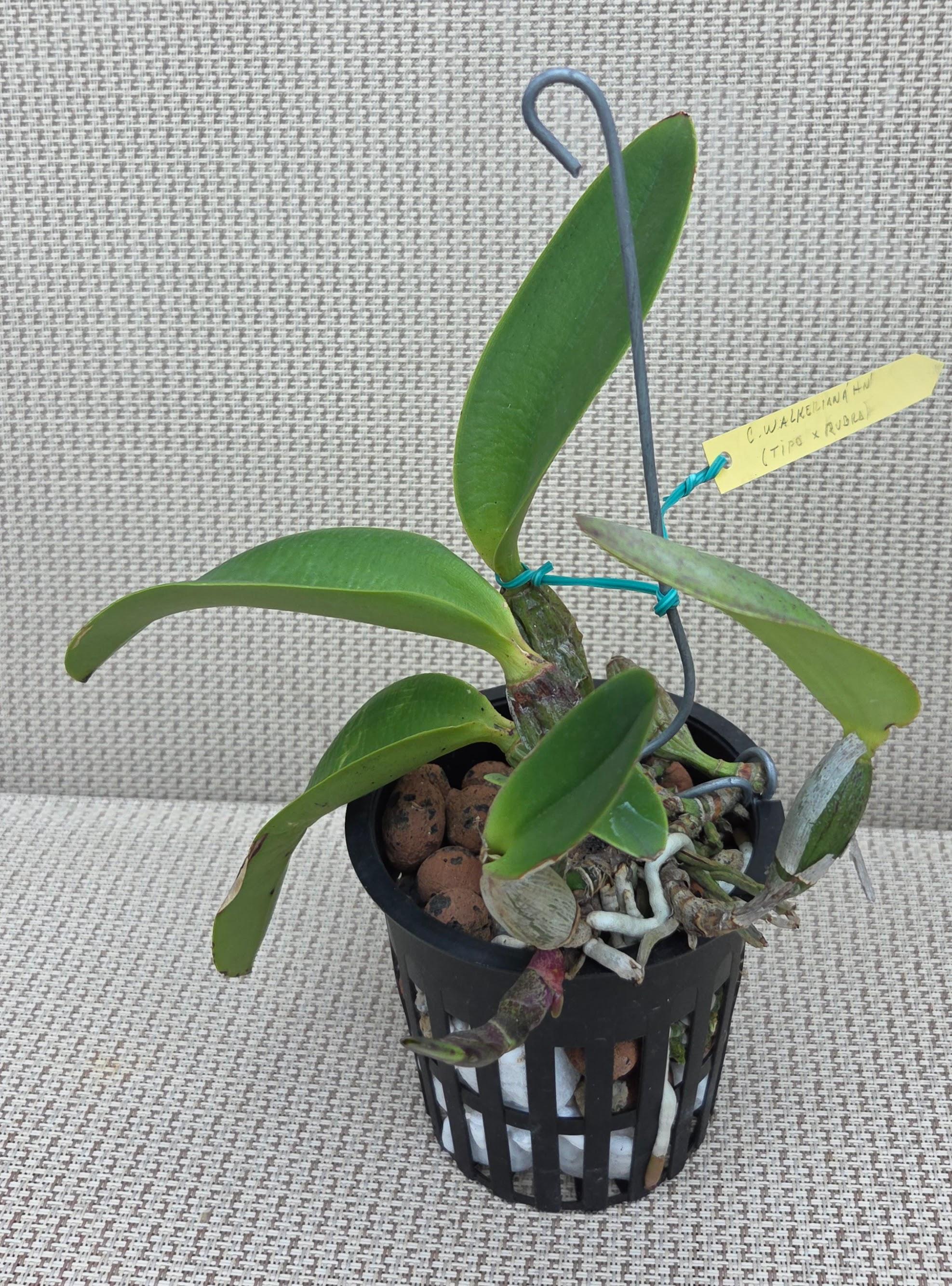 Cattleya walkeriana (rubra x tipo) – Image 2