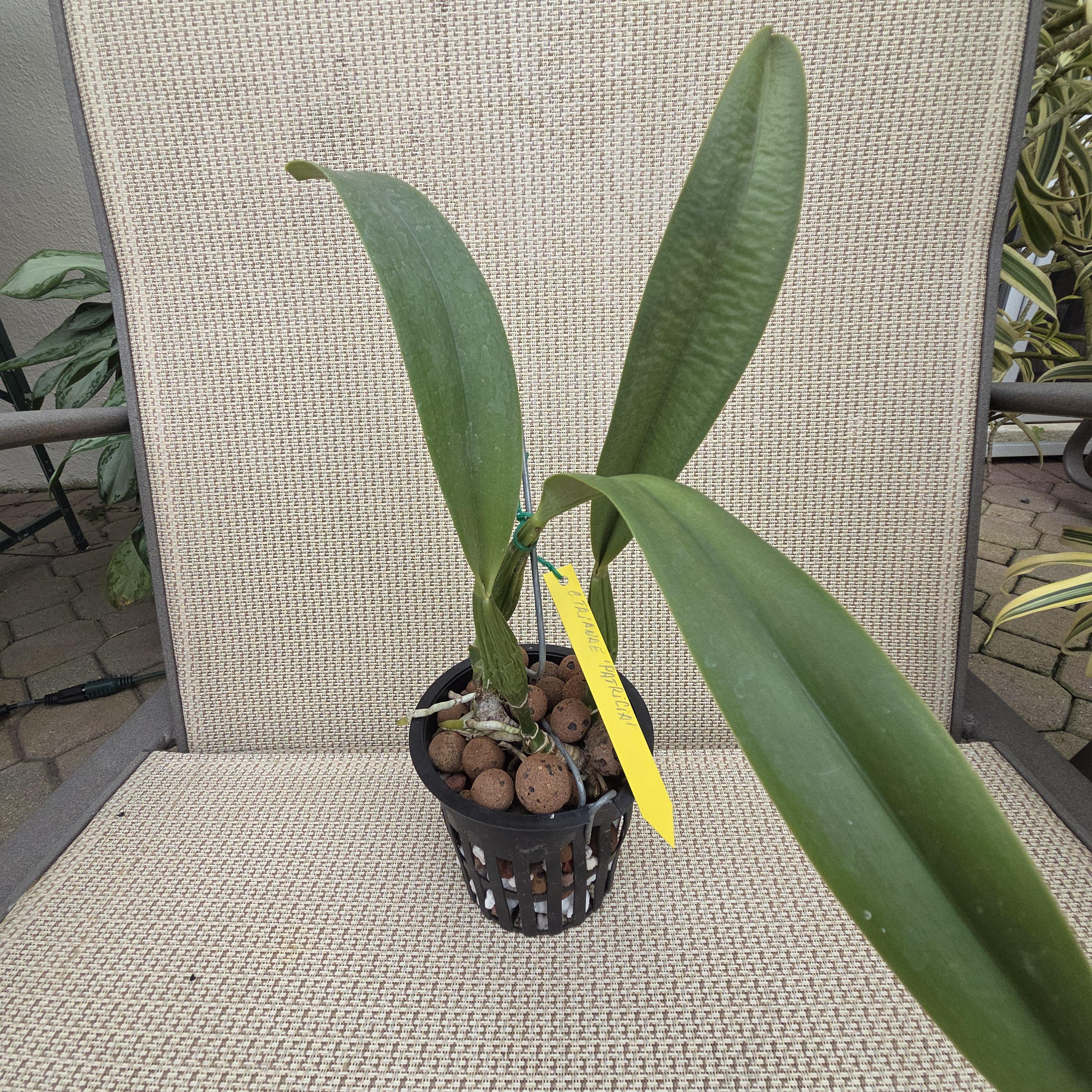 Cattleya trianae 'Patricia' – Image 2