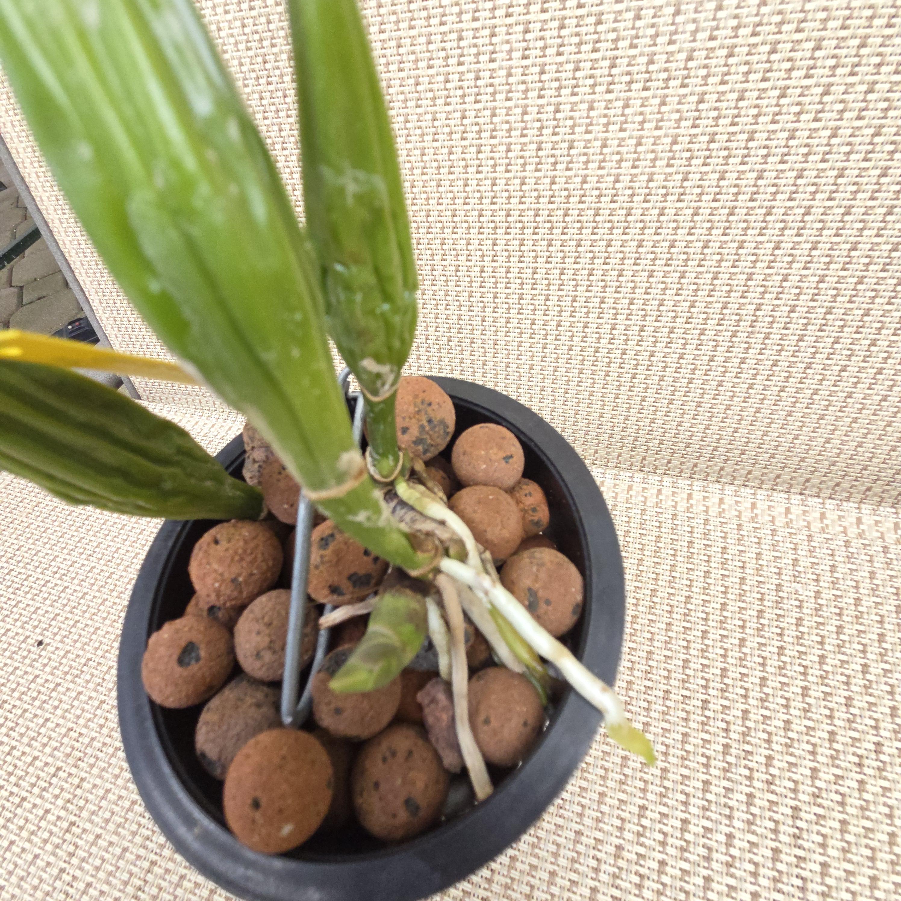 Cattleya trianae 'Patricia' – Image 4