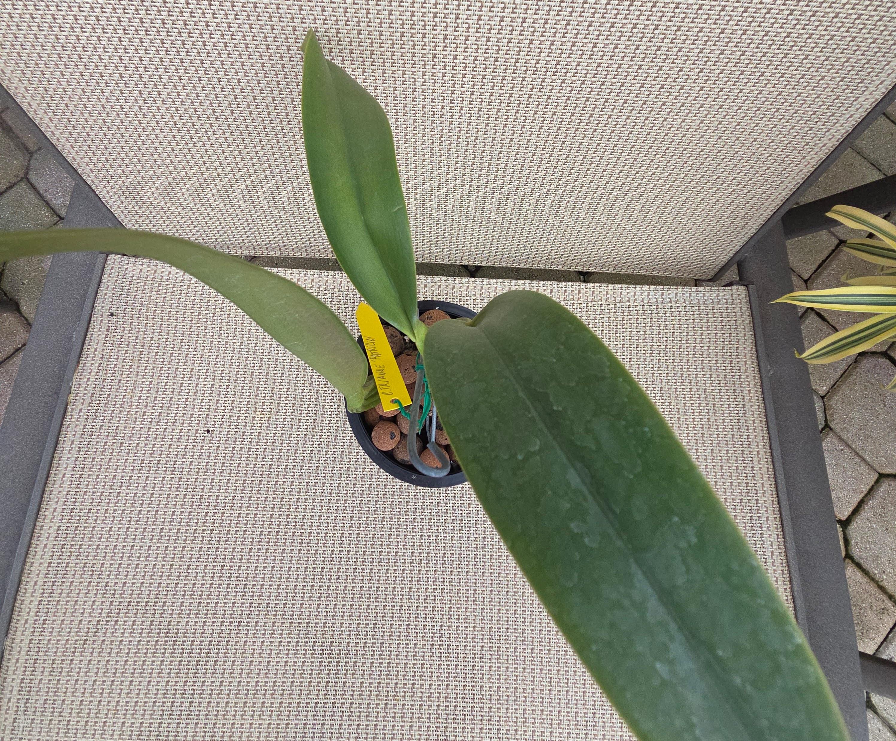 Cattleya trianae 'Patricia' – Image 5