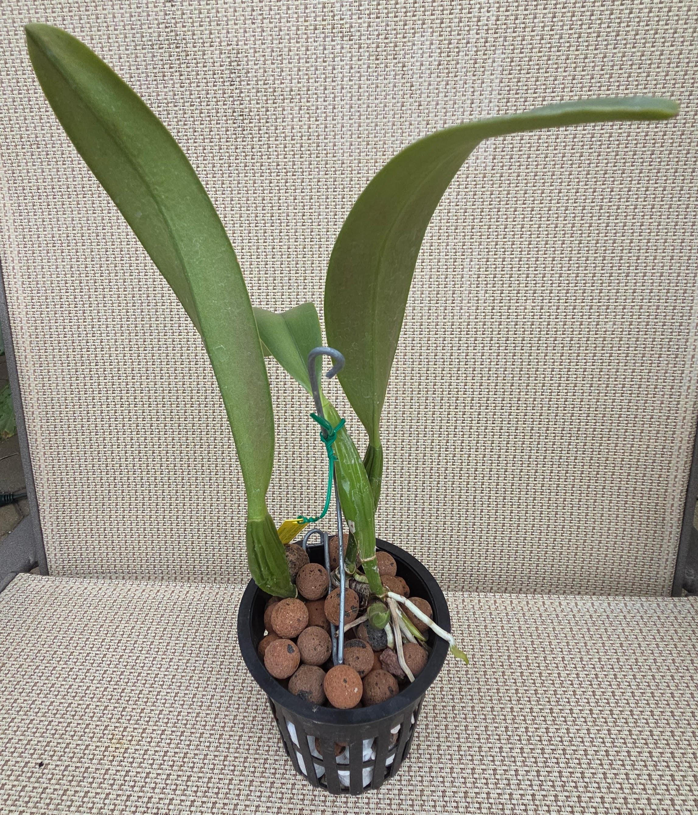 Cattleya trianae 'Patricia' – Image 3