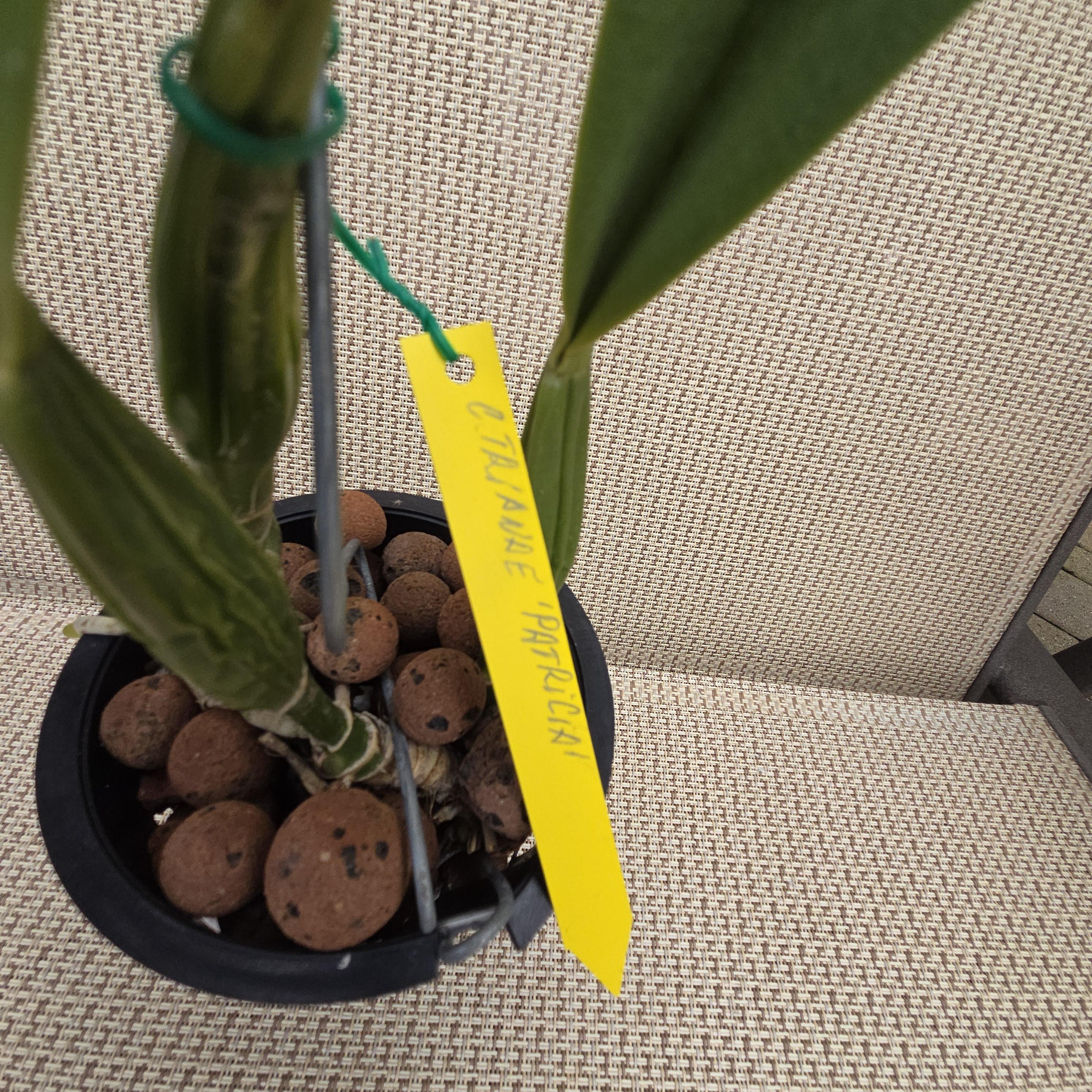 Cattleya trianae 'Patricia' – Image 6