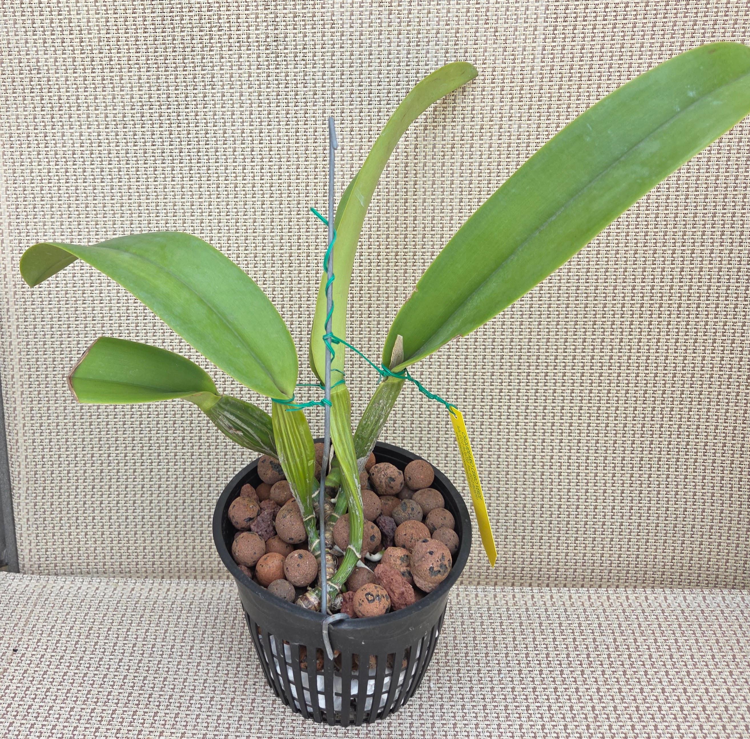 Cattleya trianae coerulea 'Quimbaya' – Image 2