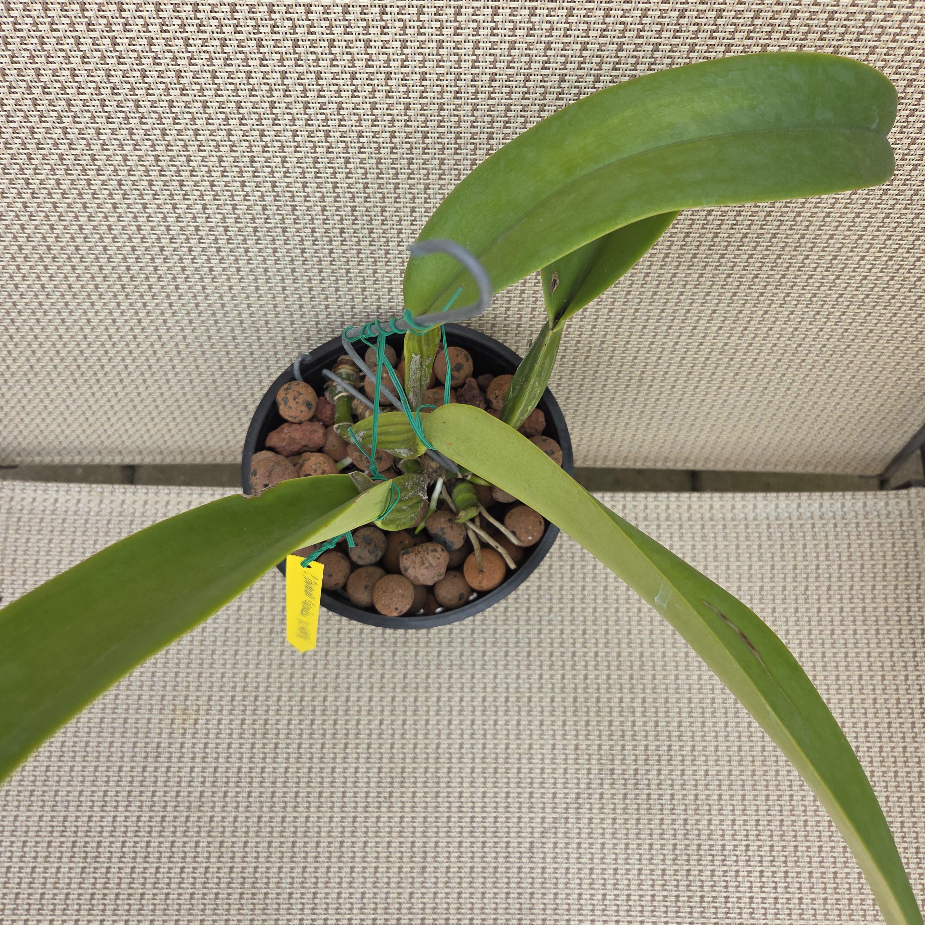Cattleya trianae coerulea 'Quimbaya' – Image 4