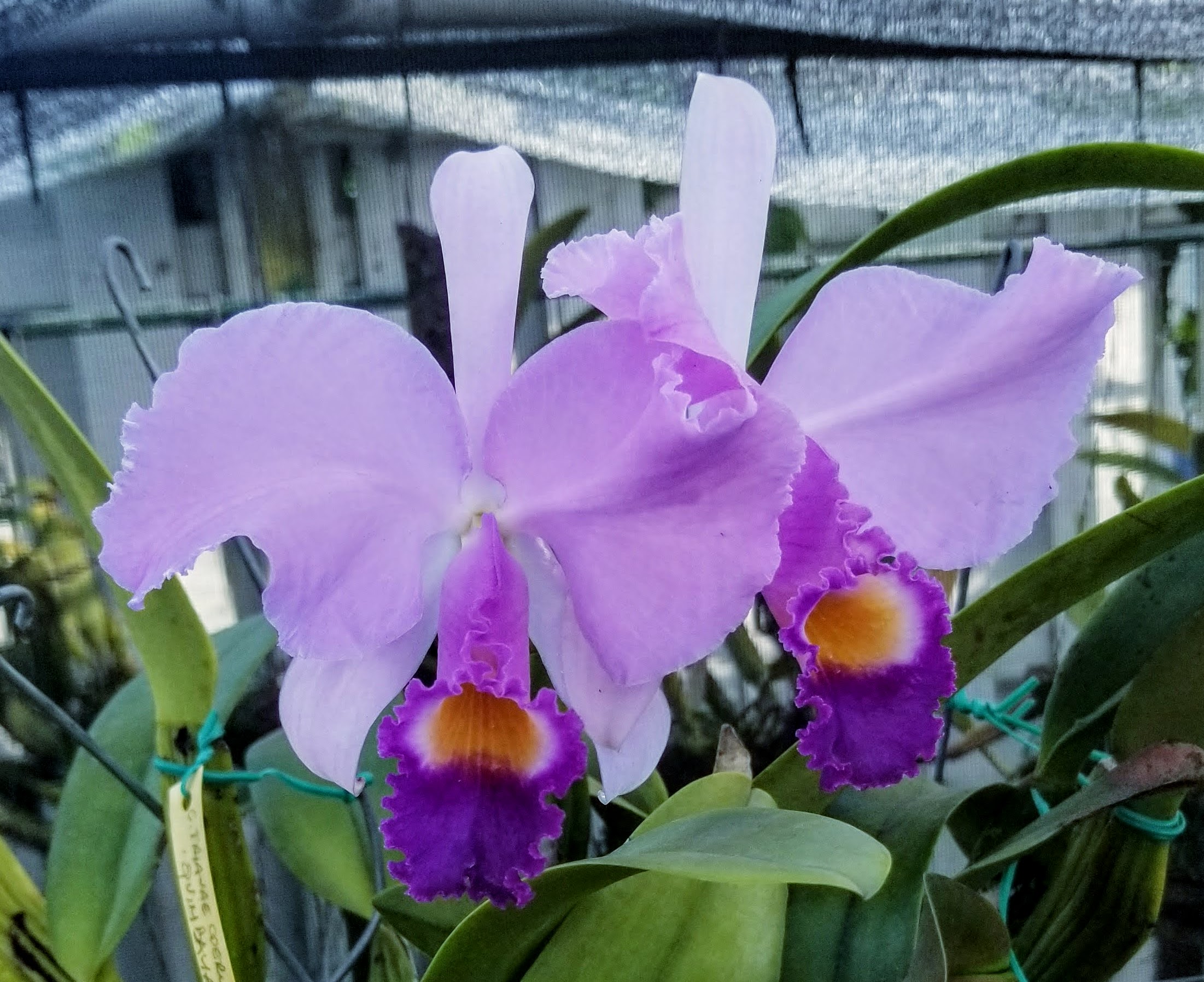 Cattleya trianae coerulea 'Quimbaya' – Image 1