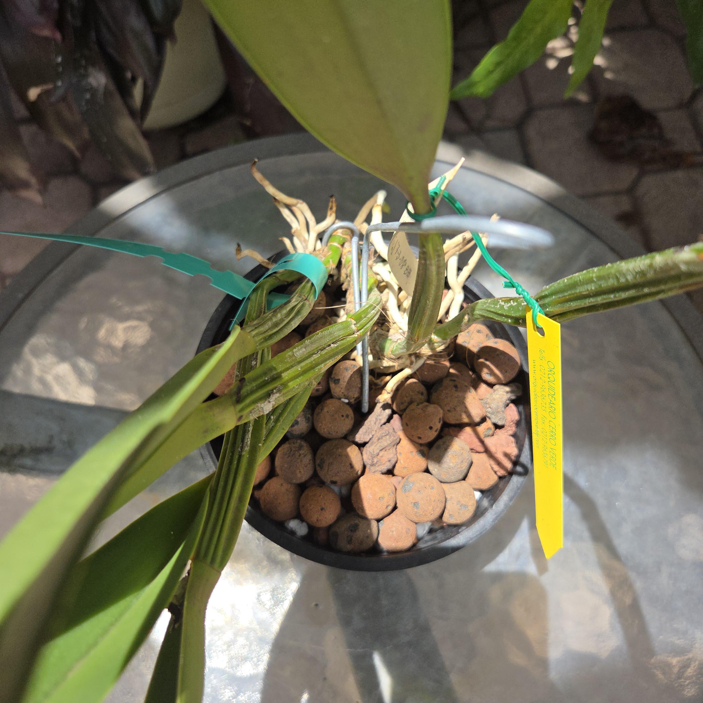 Cattleya lueddemanniana coerulea 'La Corona' – Image 5