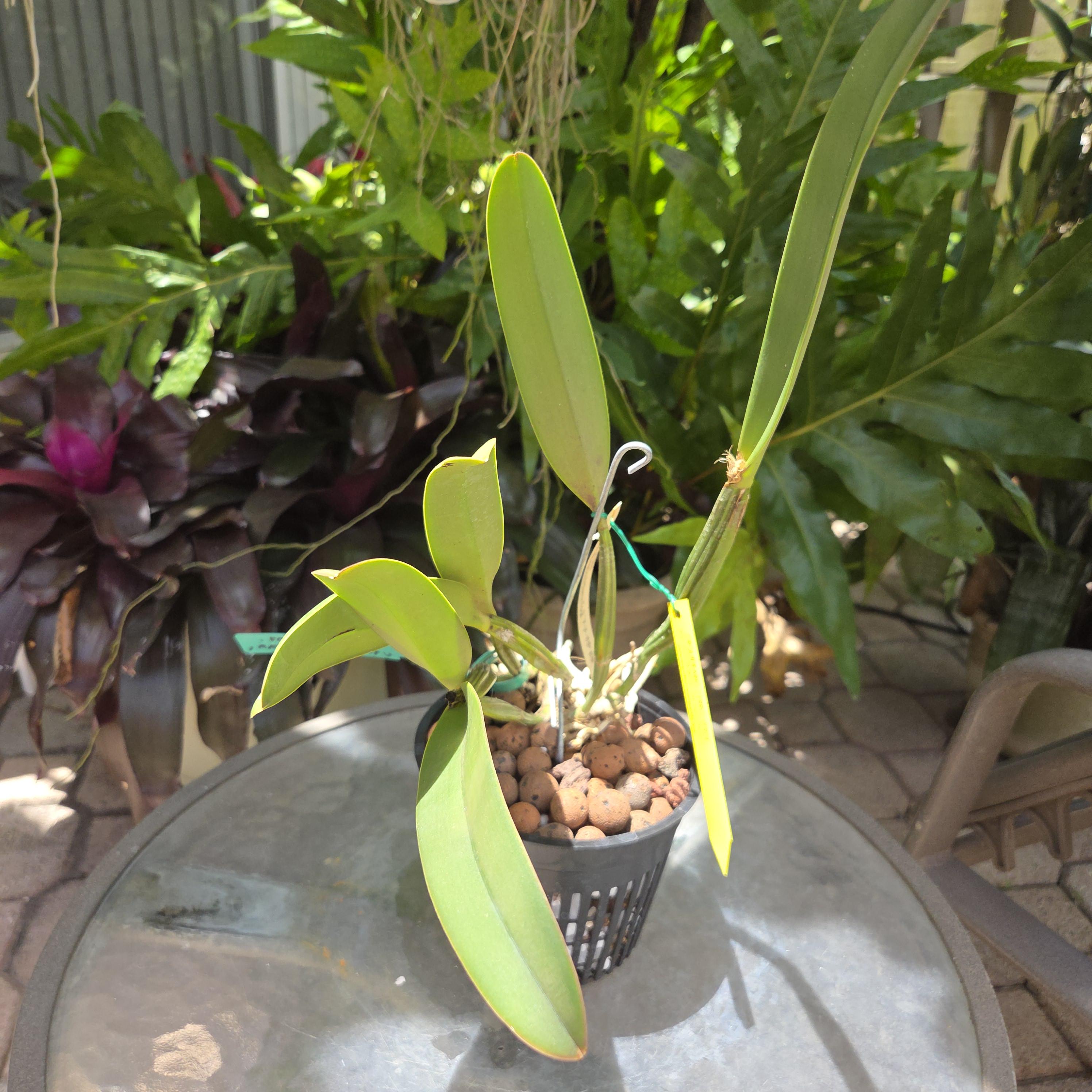Cattleya lueddemanniana coerulea 'La Corona' – Image 2
