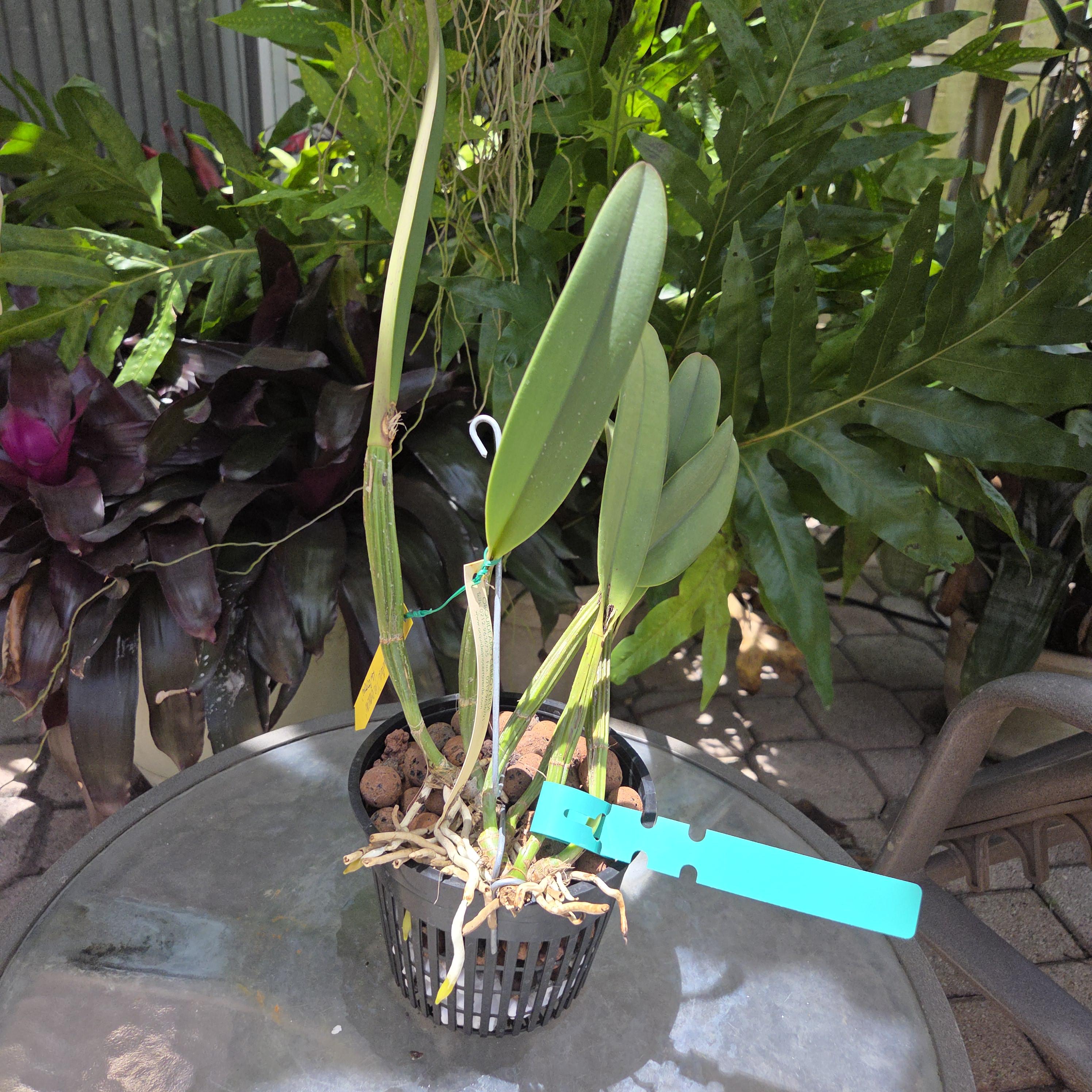 Cattleya lueddemanniana coerulea 'La Corona' – Image 3