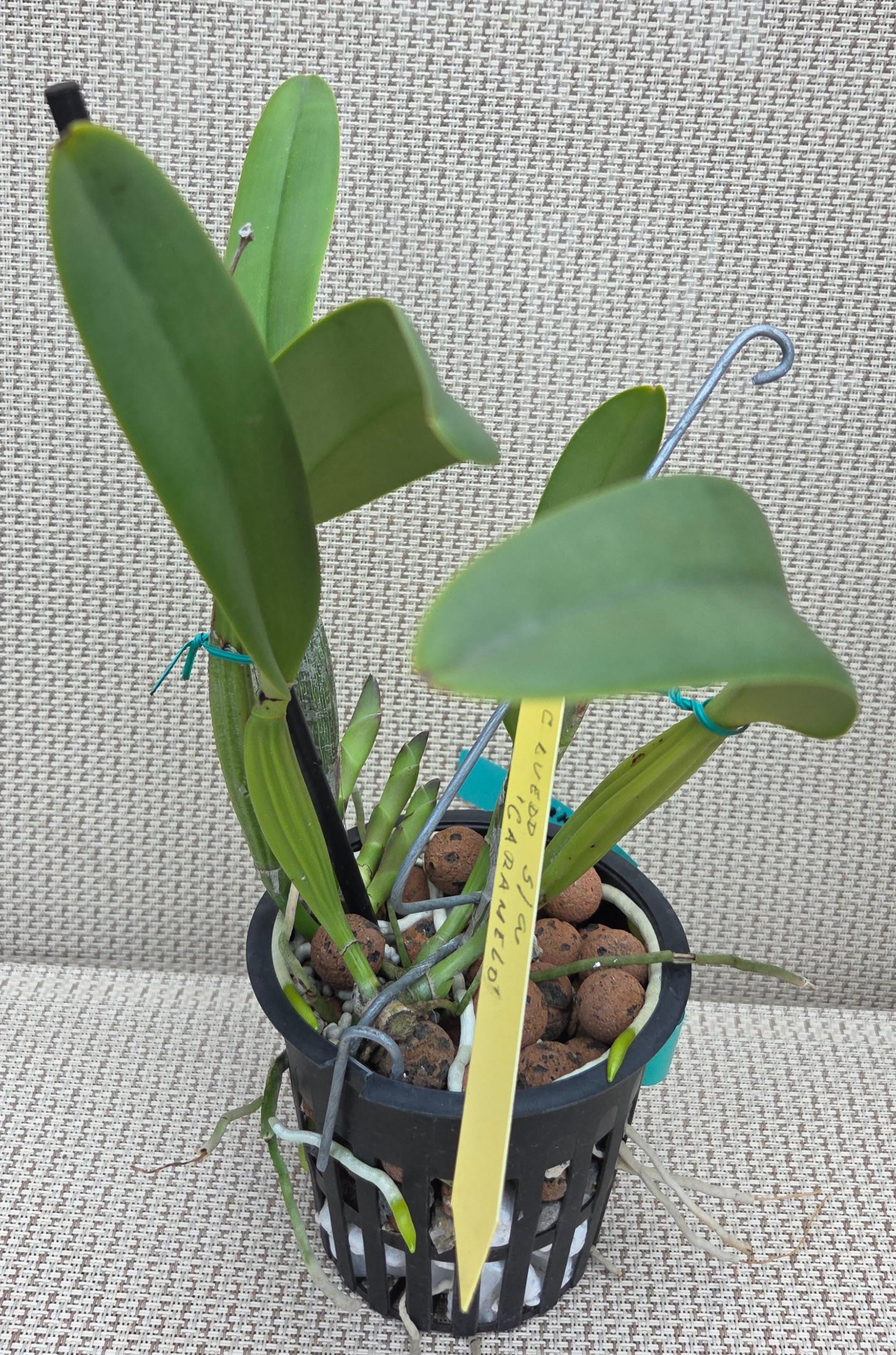 Cattleya lueddemanniana semi alba 'Caramelo' – Image 2