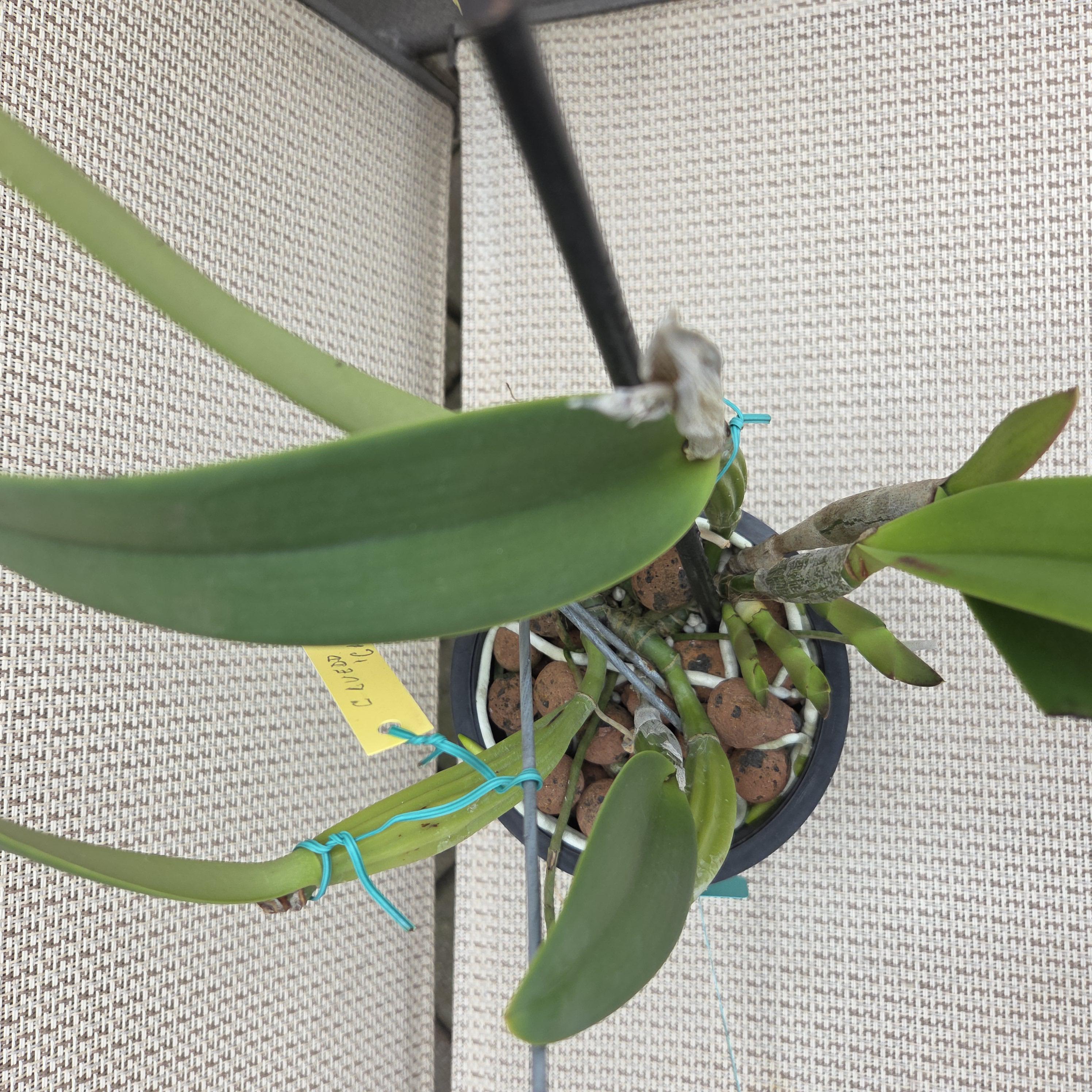 Cattleya lueddemanniana semi alba 'Caramelo' – Image 5