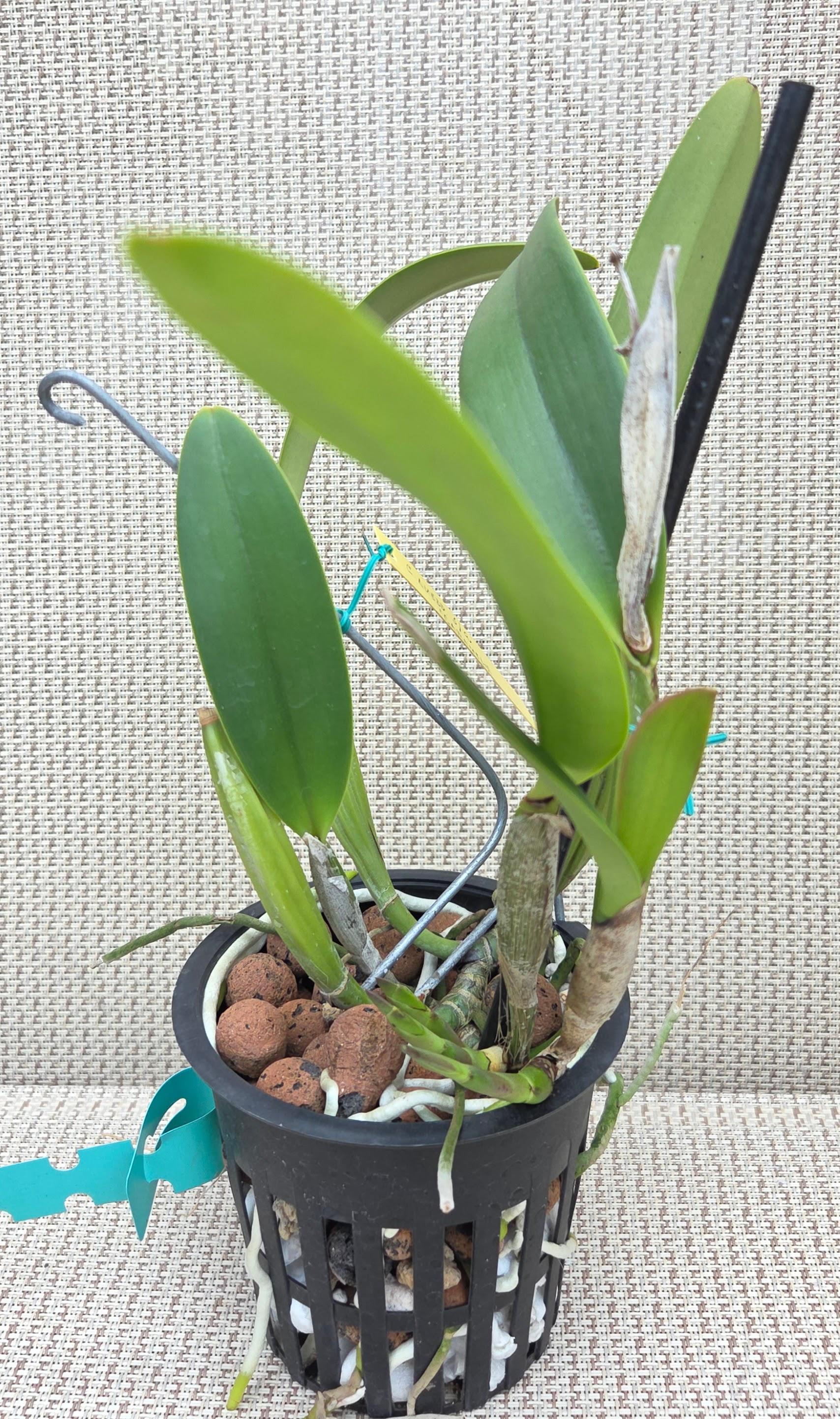 Cattleya lueddemanniana semi alba 'Caramelo' – Image 3