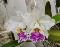 Cattleya lueddemanniana semi alba 'Caramelo' – Image 1