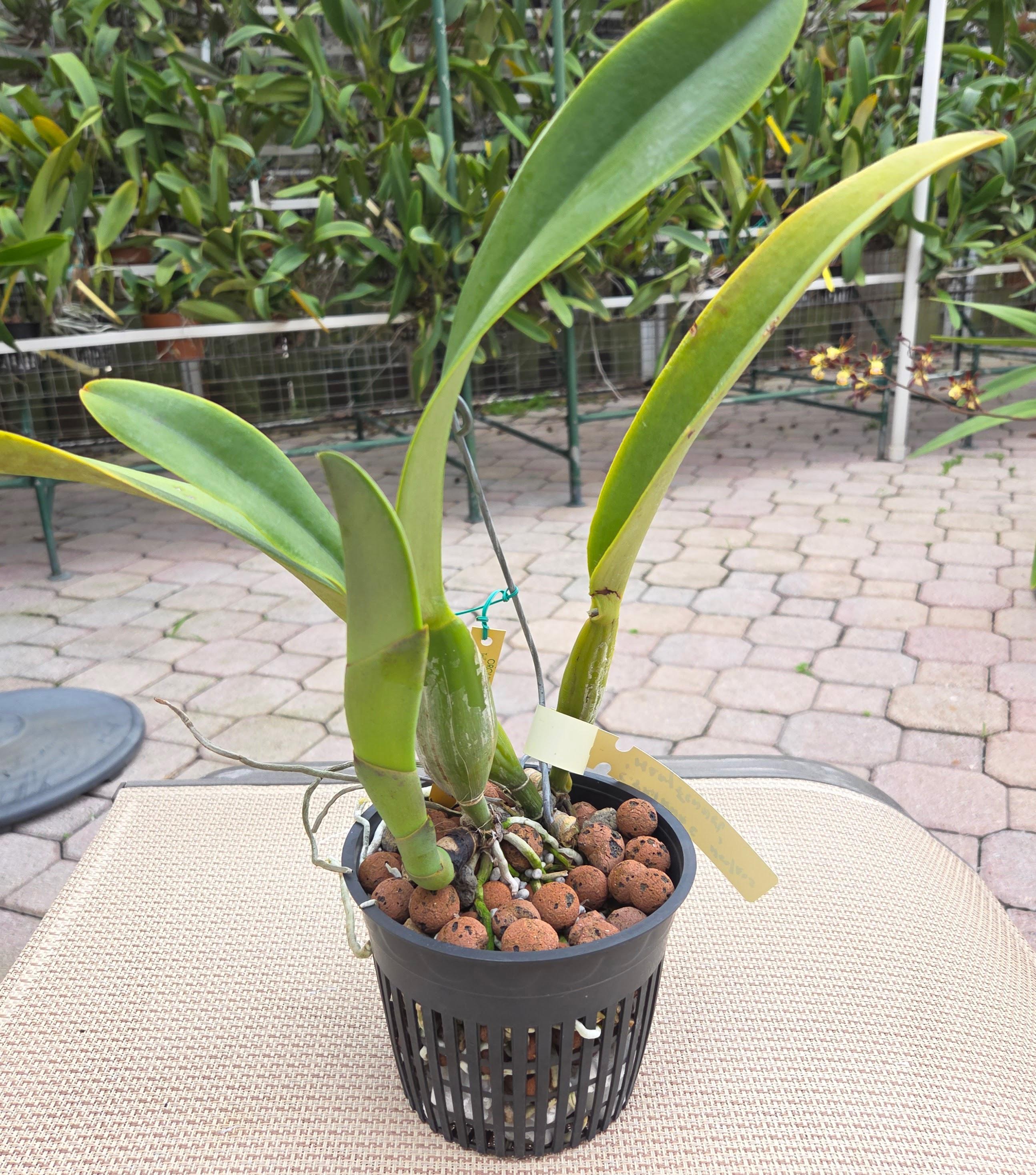 Cattleya Trianae 'Mary Fennell' HCC/AOS – Image 2
