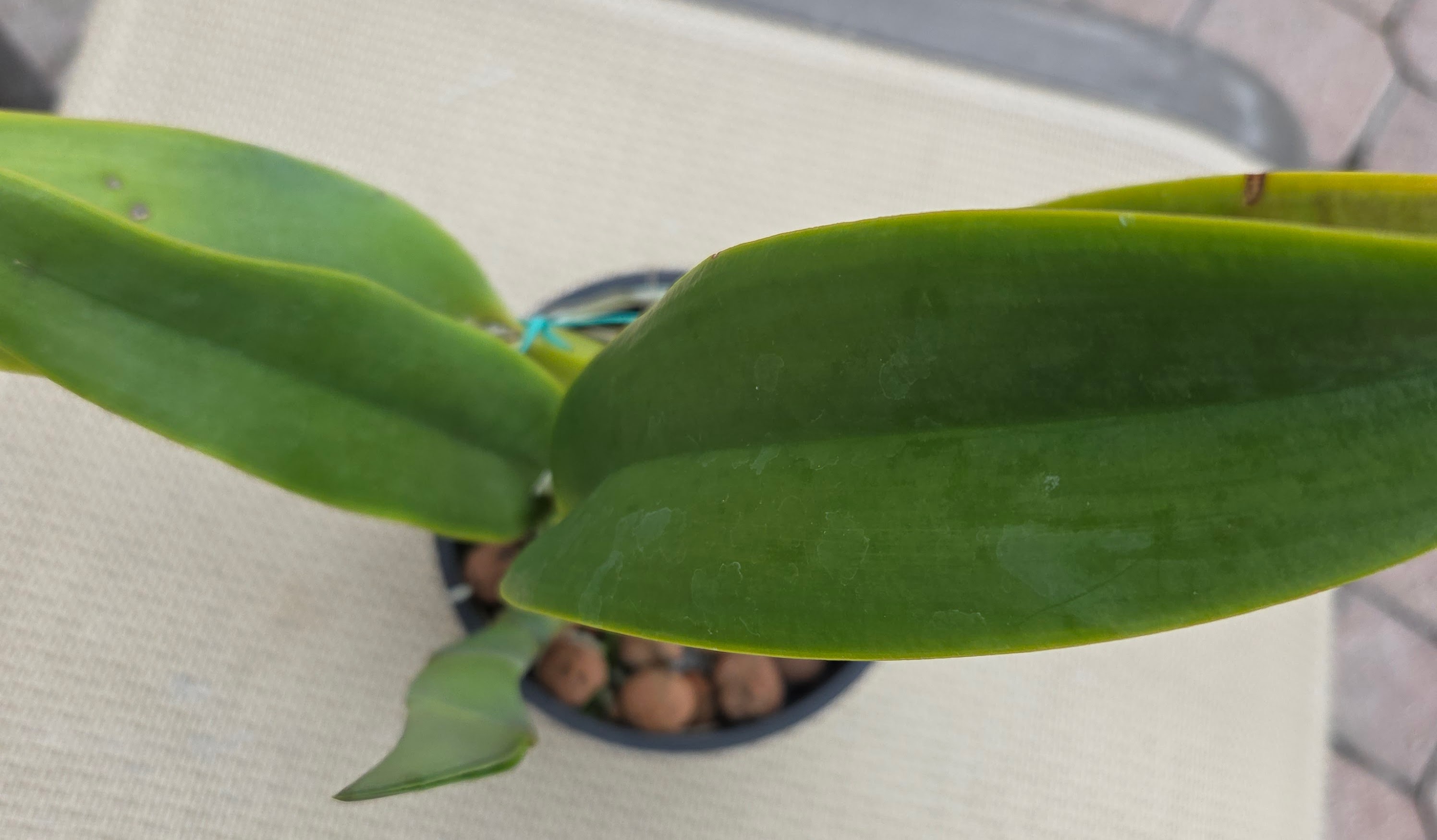 Cattleya Trianae 'Mary Fennell' HCC/AOS – Image 5