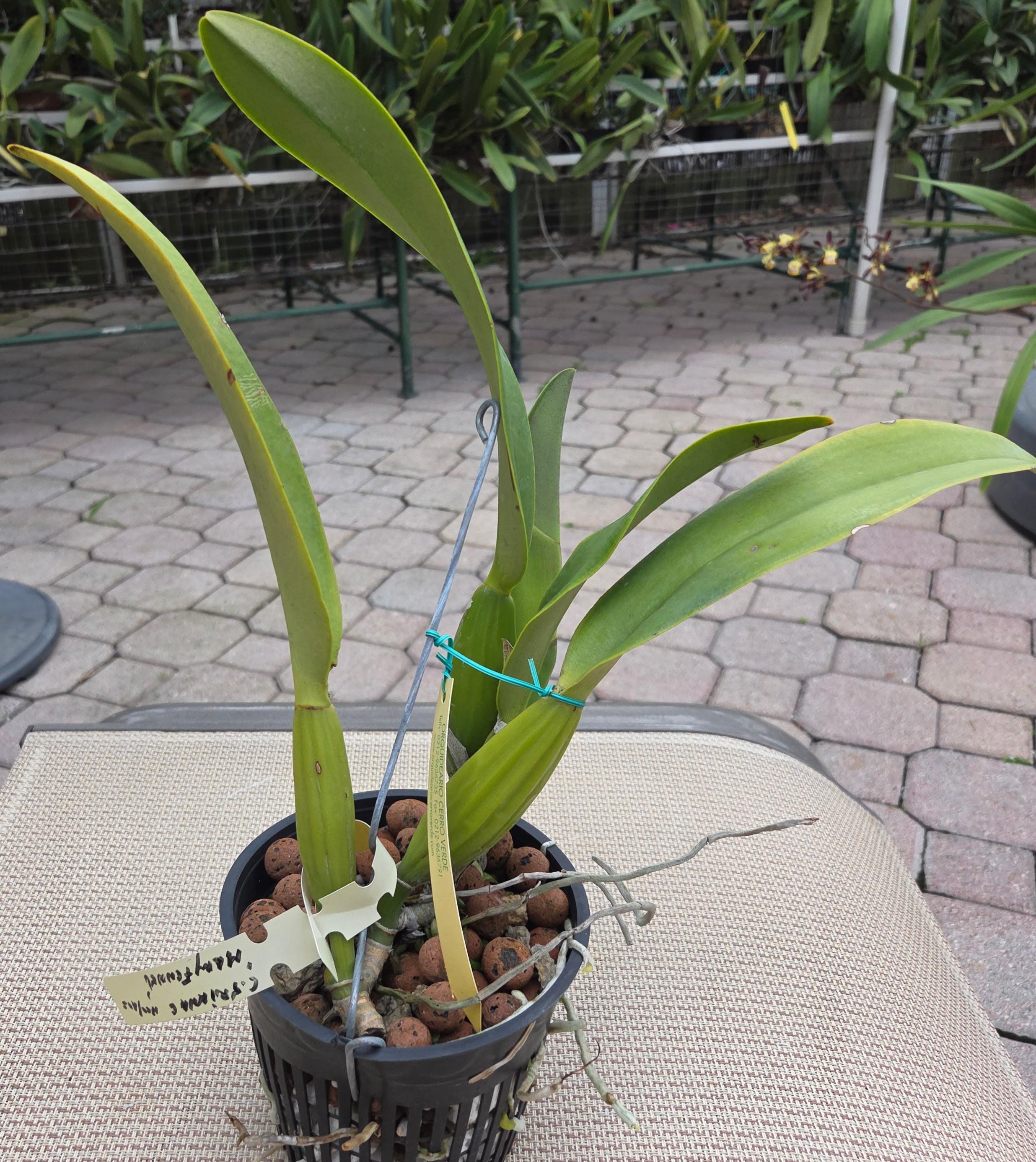 Cattleya Trianae 'Mary Fennell' HCC/AOS – Image 3