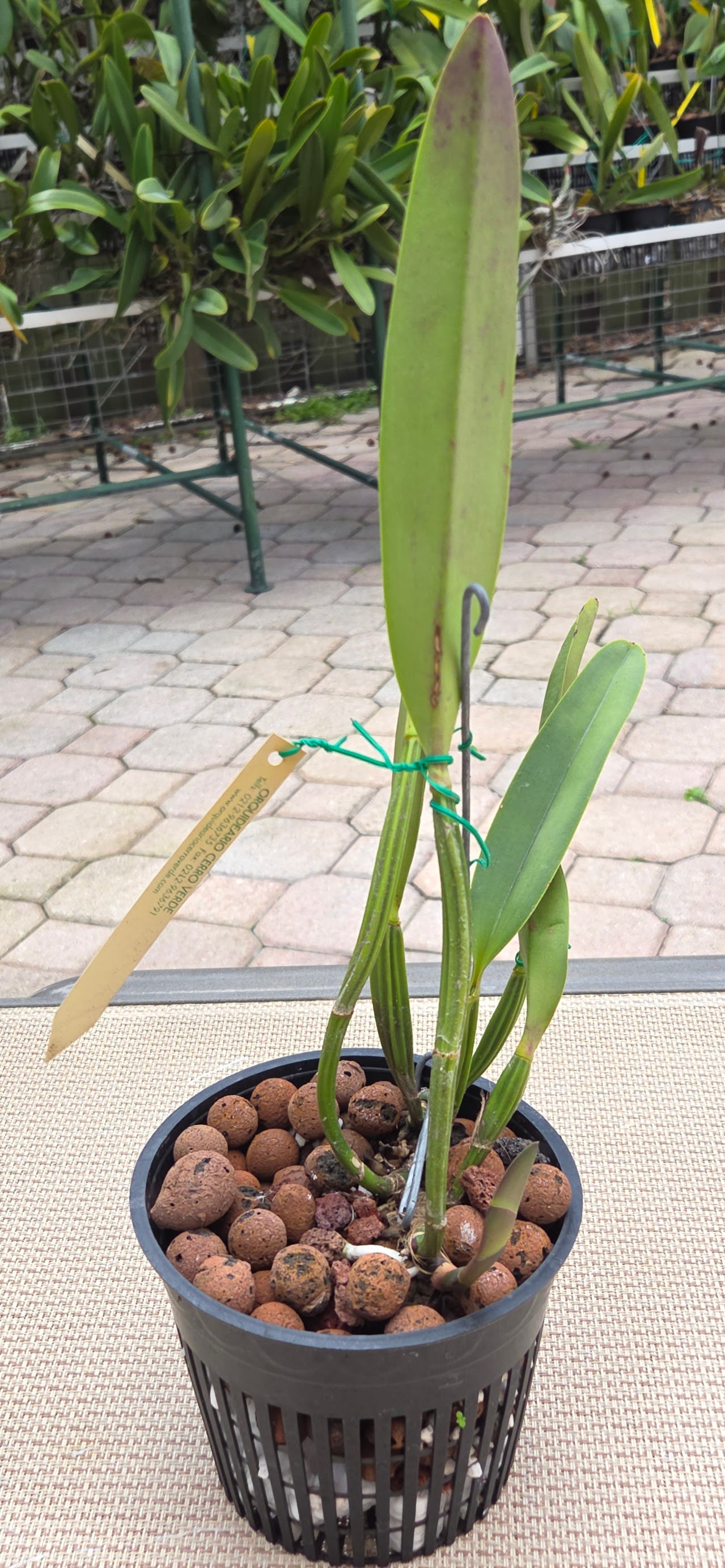 Cattleya lueddemanniana 'Yamile' x self – Image 3
