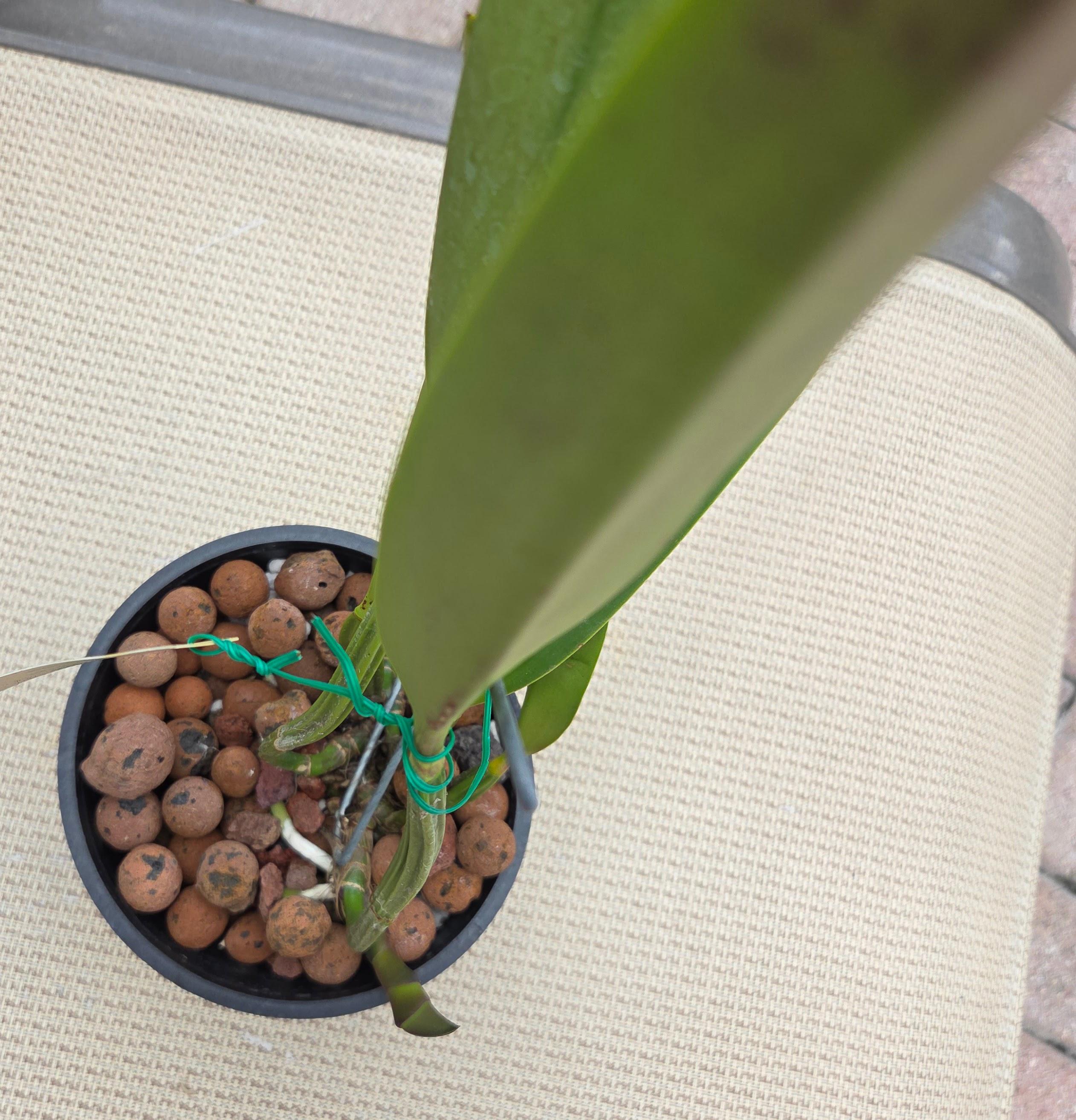 Cattleya lueddemanniana 'Yamile' x self – Image 5