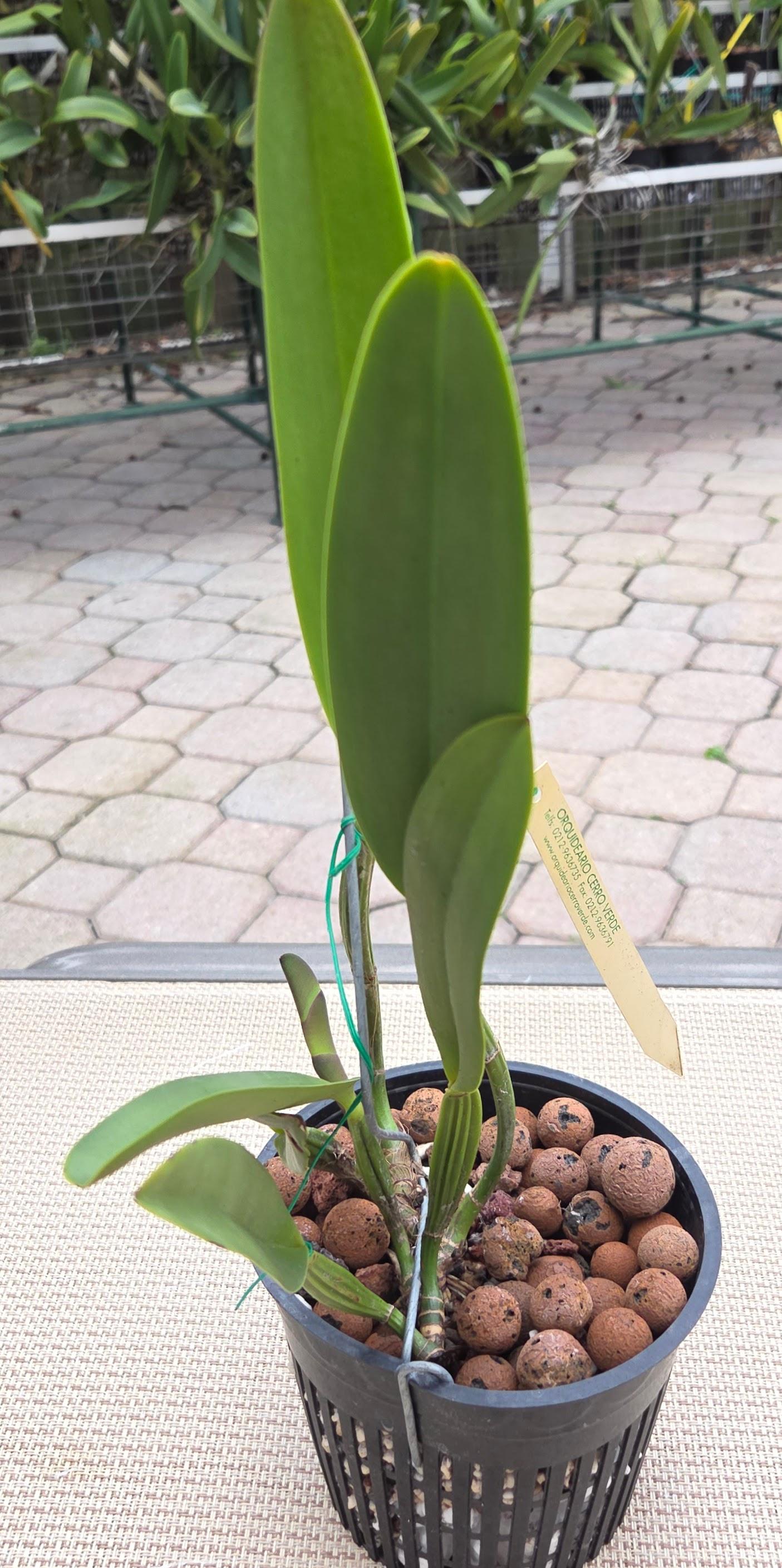 Cattleya lueddemanniana 'Yamile' x self – Image 2
