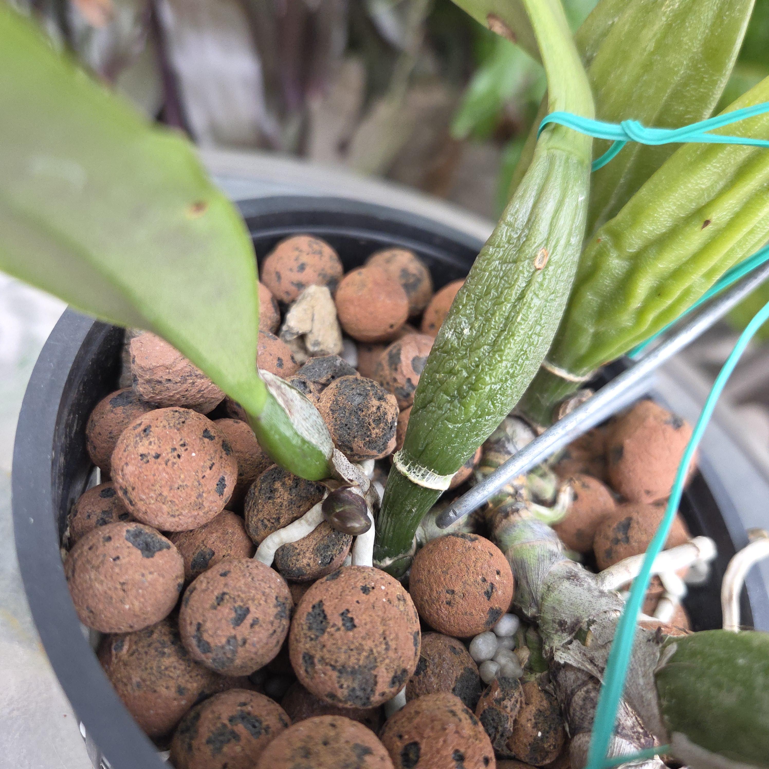 Cattleya trianae 'Pirata' – Image 5