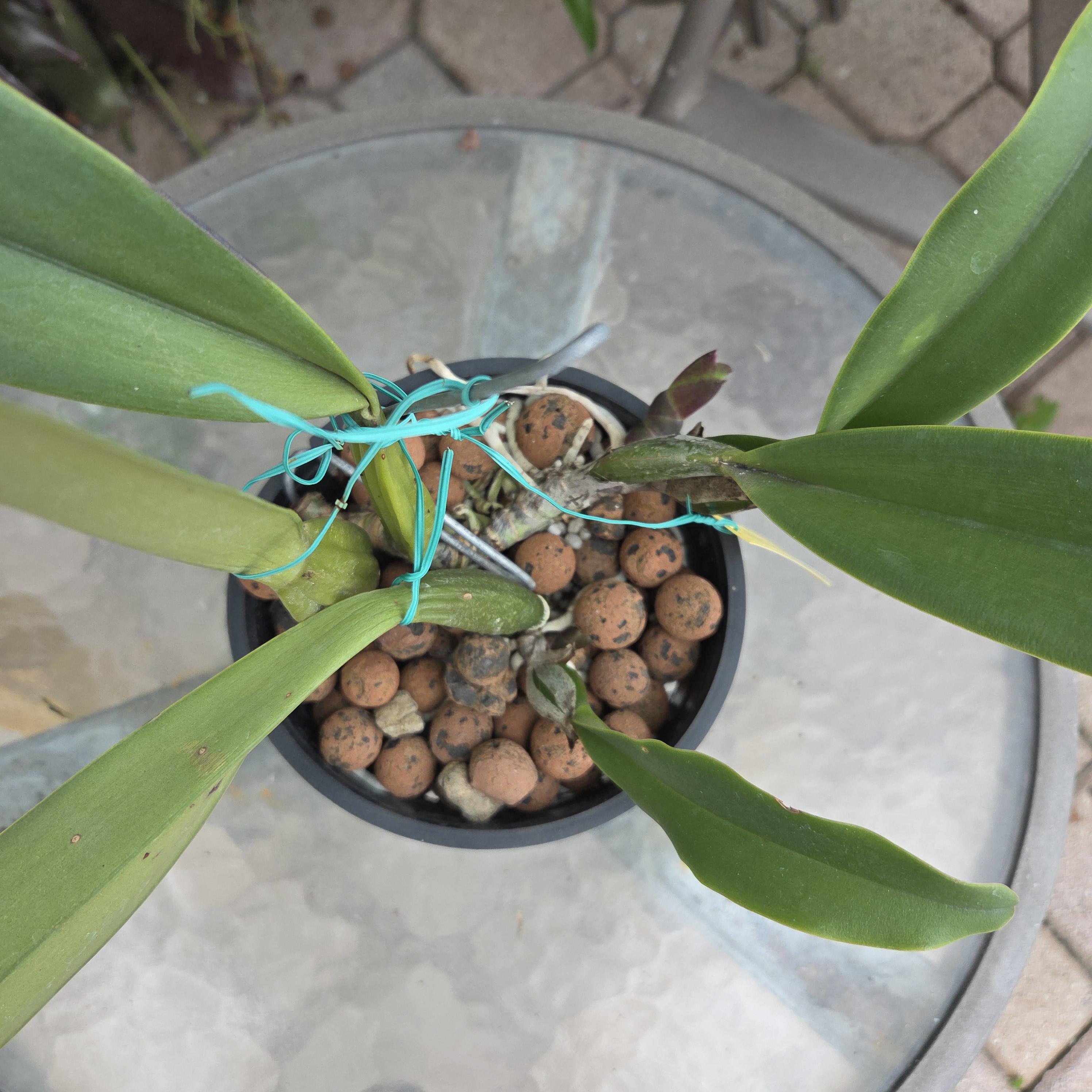Cattleya trianae 'Pirata' – Image 6