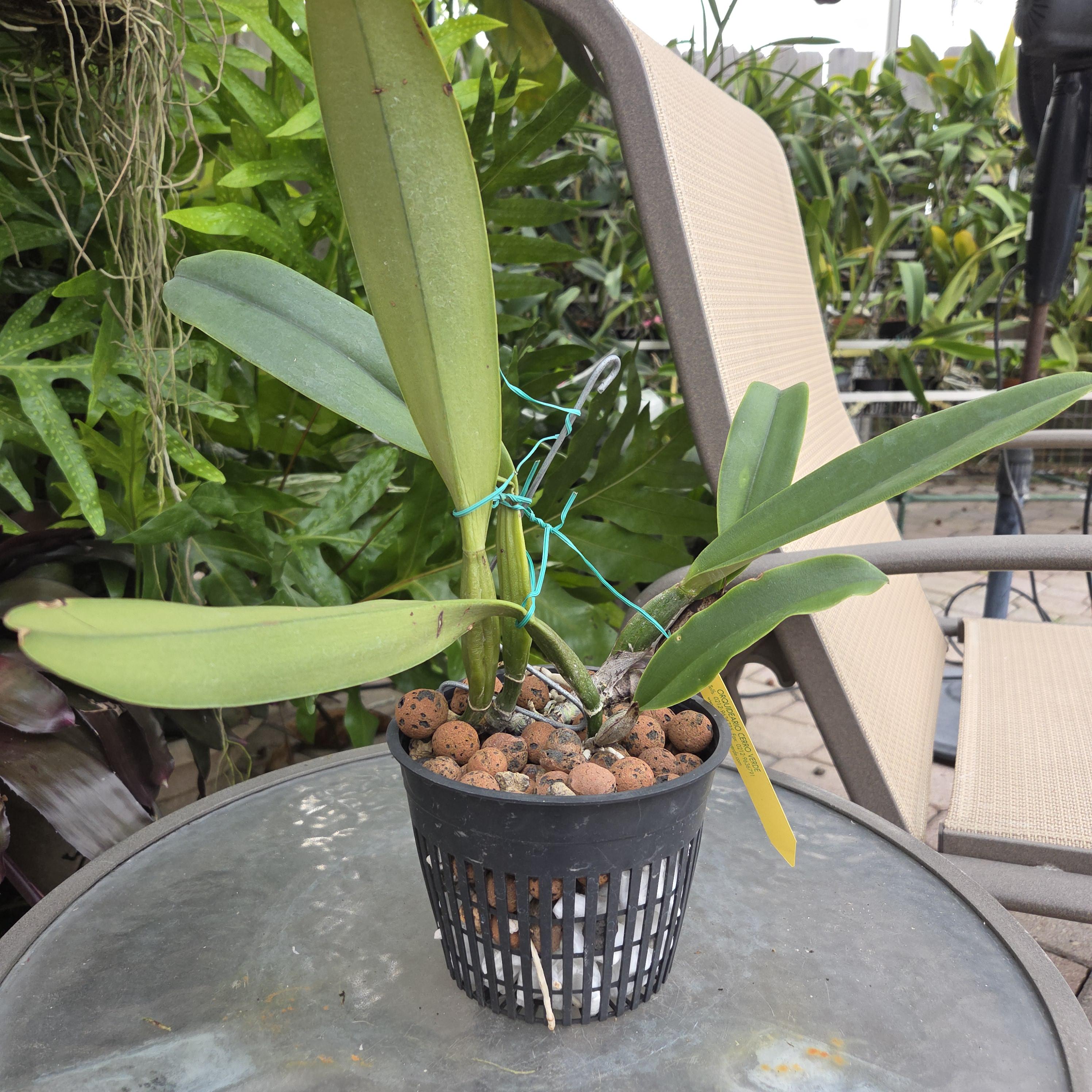 Cattleya trianae 'Pirata' – Image 3
