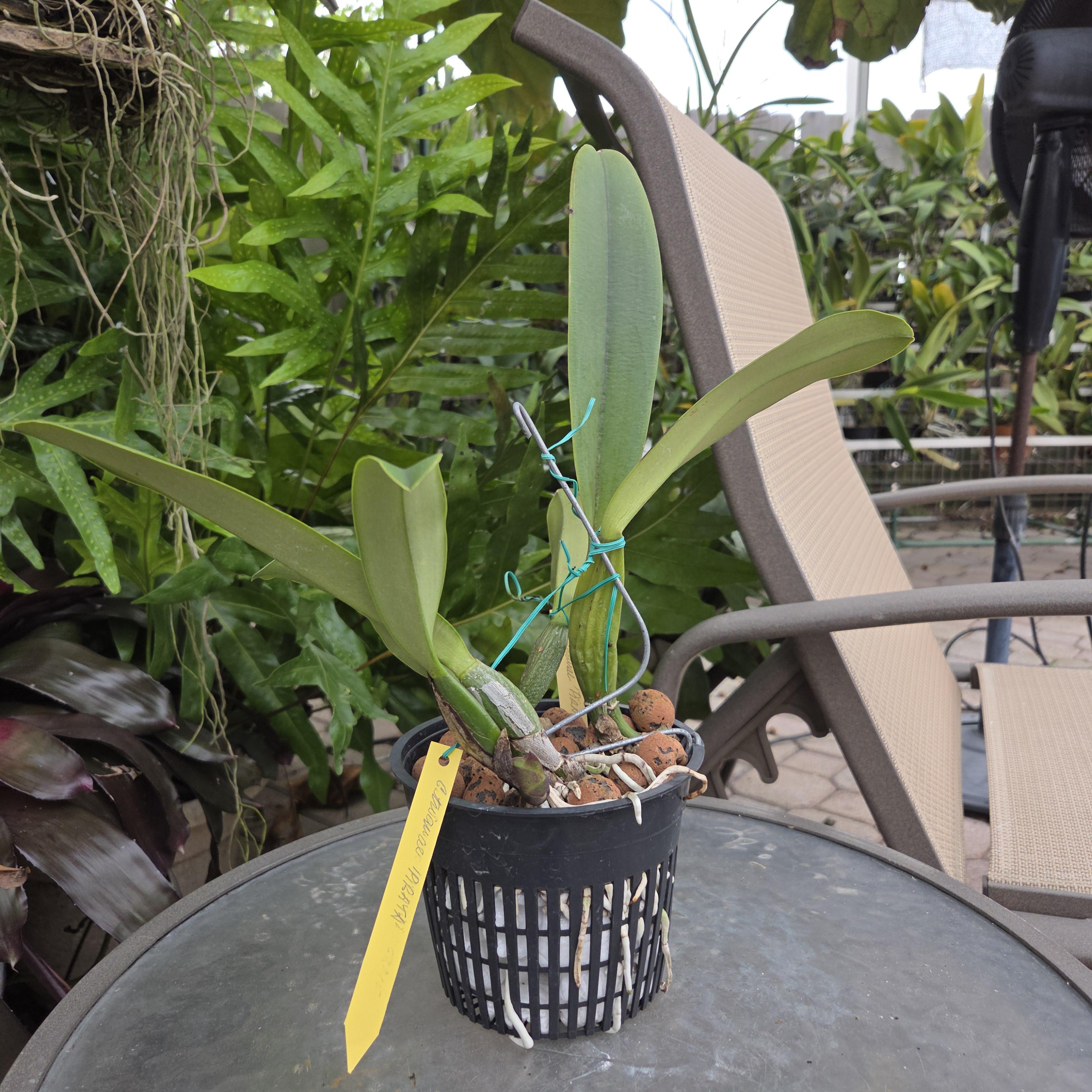 Cattleya trianae 'Pirata' – Image 2