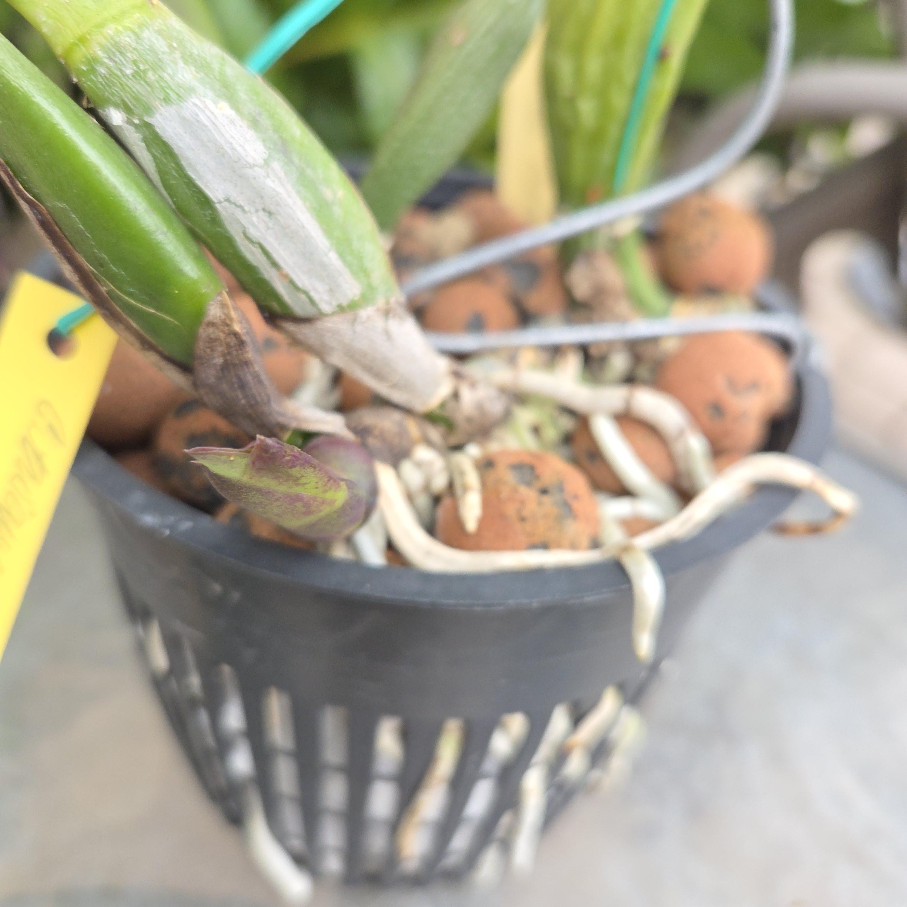 Cattleya trianae 'Pirata' – Image 4