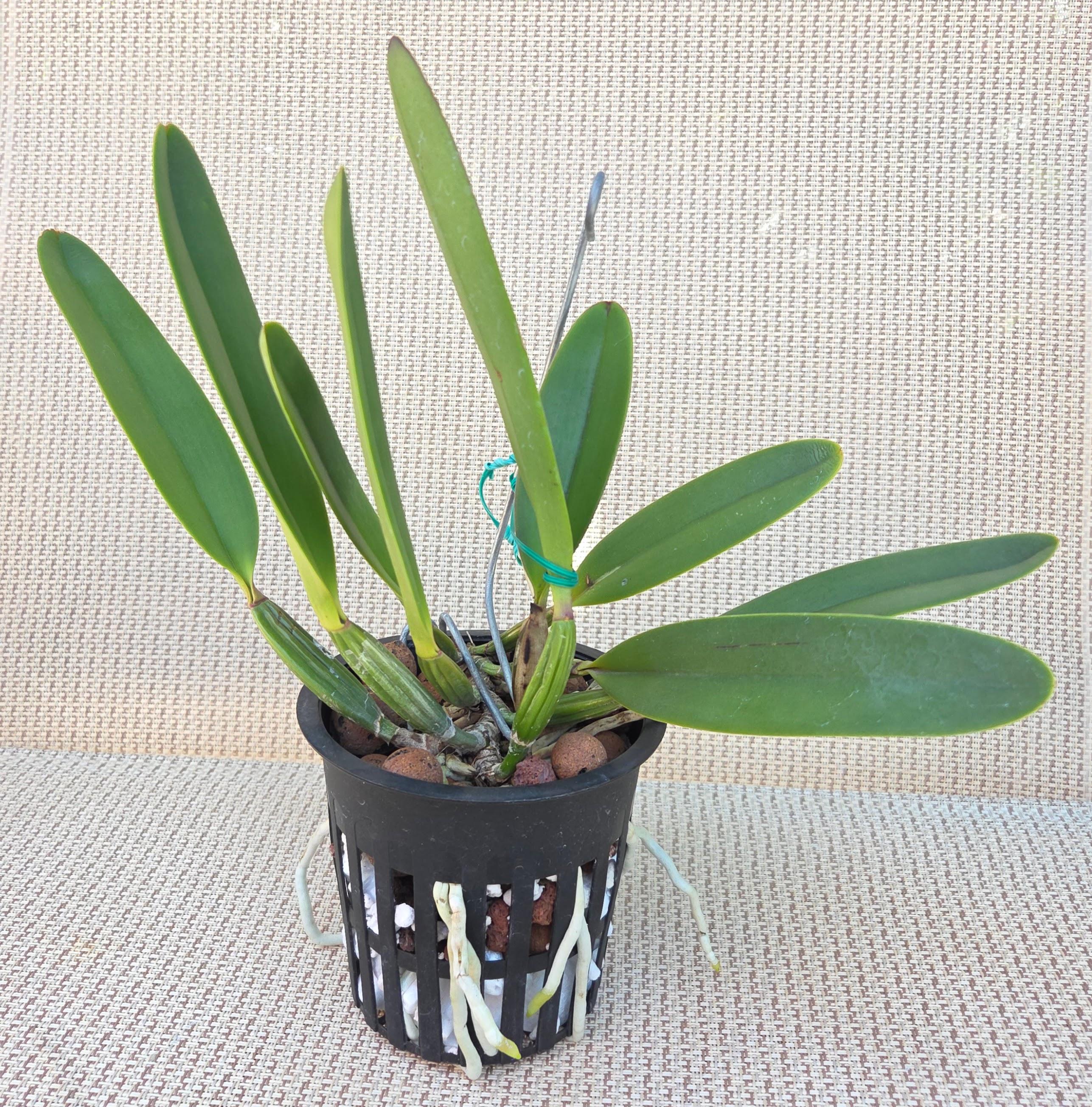 Cattleya lueddemanniana 'Pink Globe' – Image 3