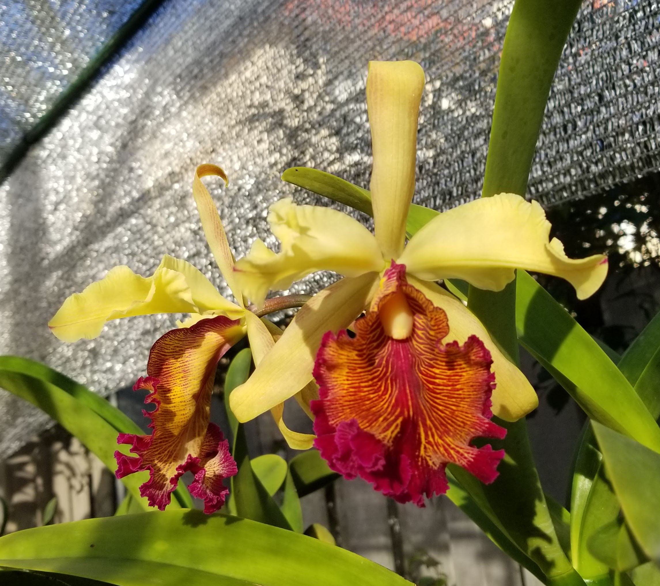 Cattleya dowiana aurea x sib. – Image 1