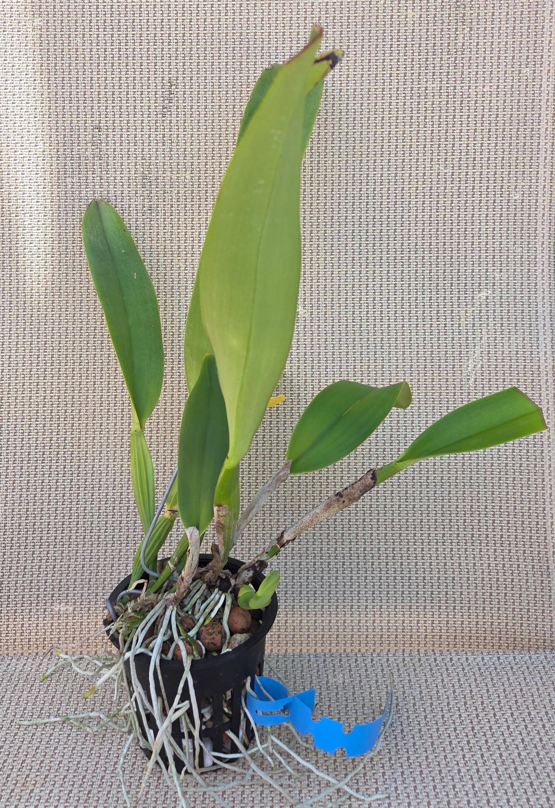 Cattleya dowiana aurea x sib. – Image 3