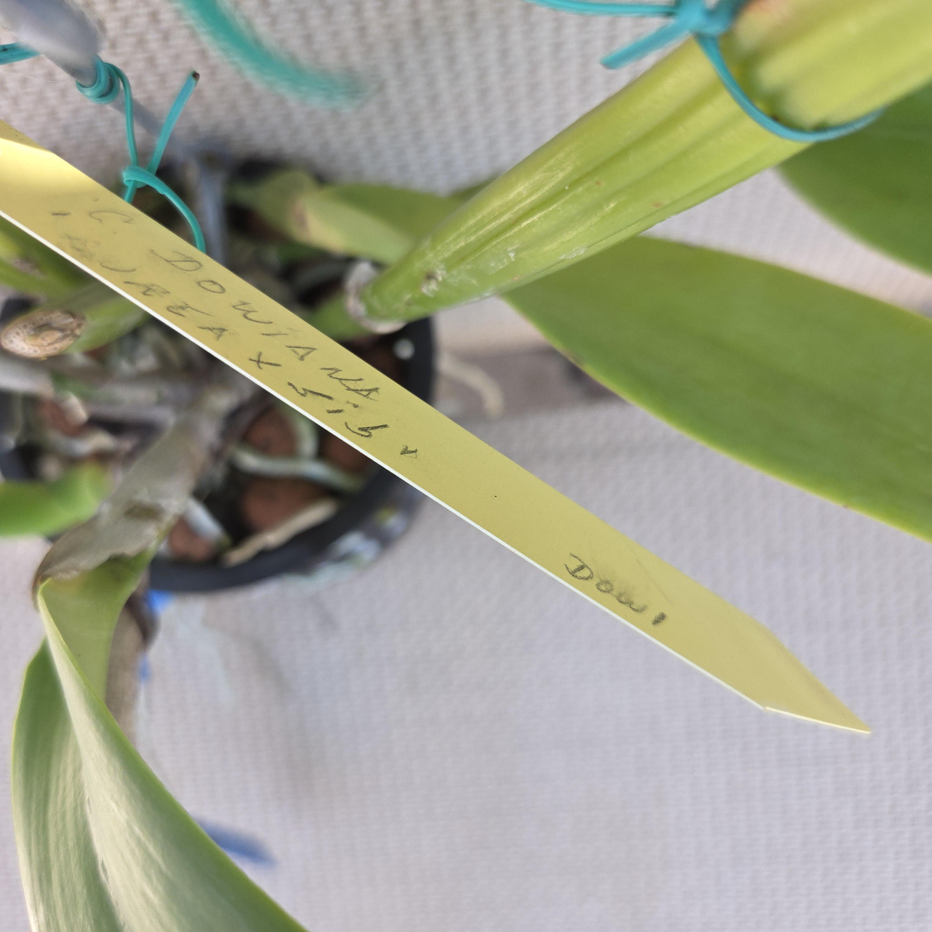 Cattleya dowiana aurea x sib. – Image 7