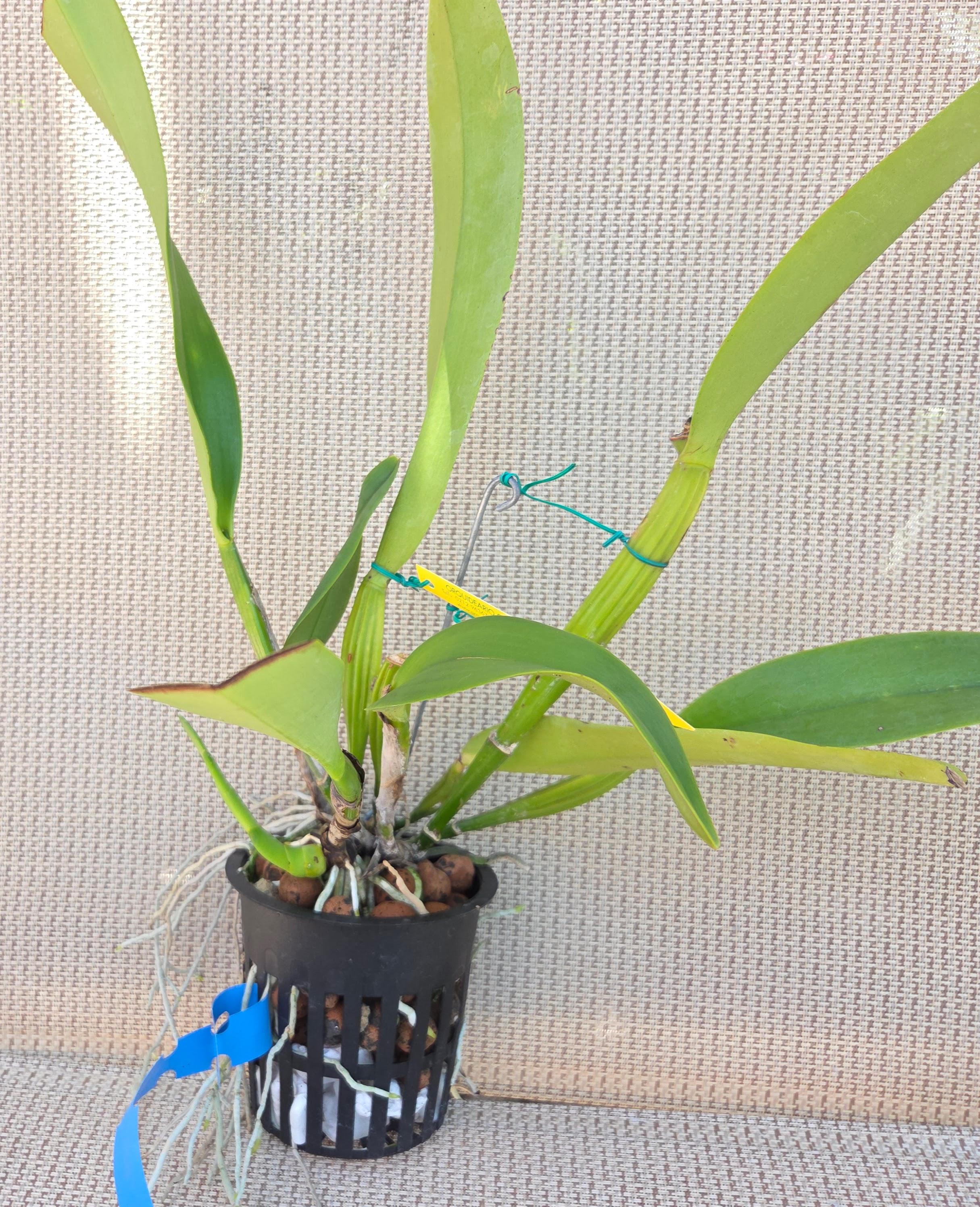 Cattleya dowiana aurea x sib. – Image 2