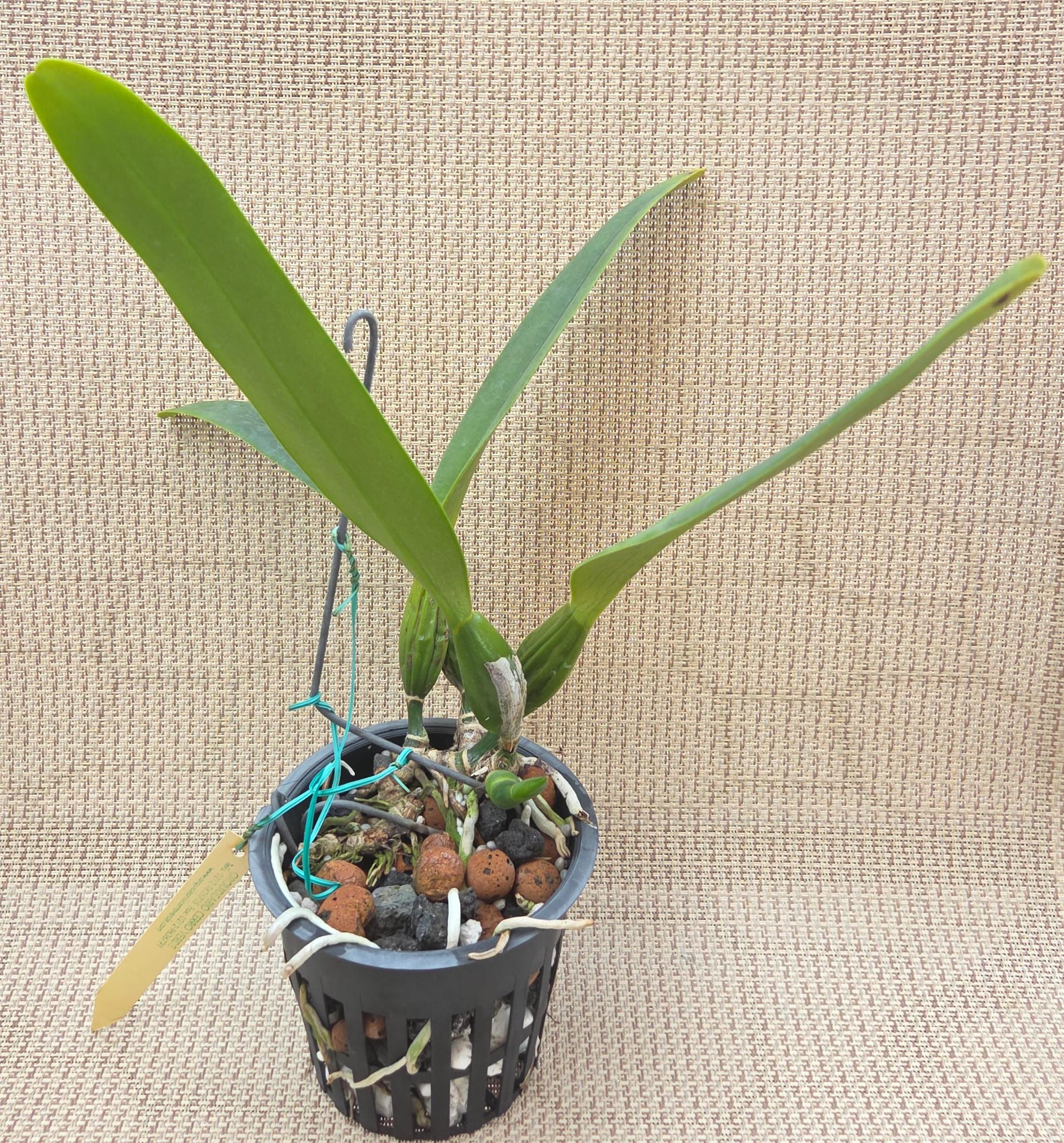 Cattleya percivaliana 'Summit' var. Mendenhall – Image 3