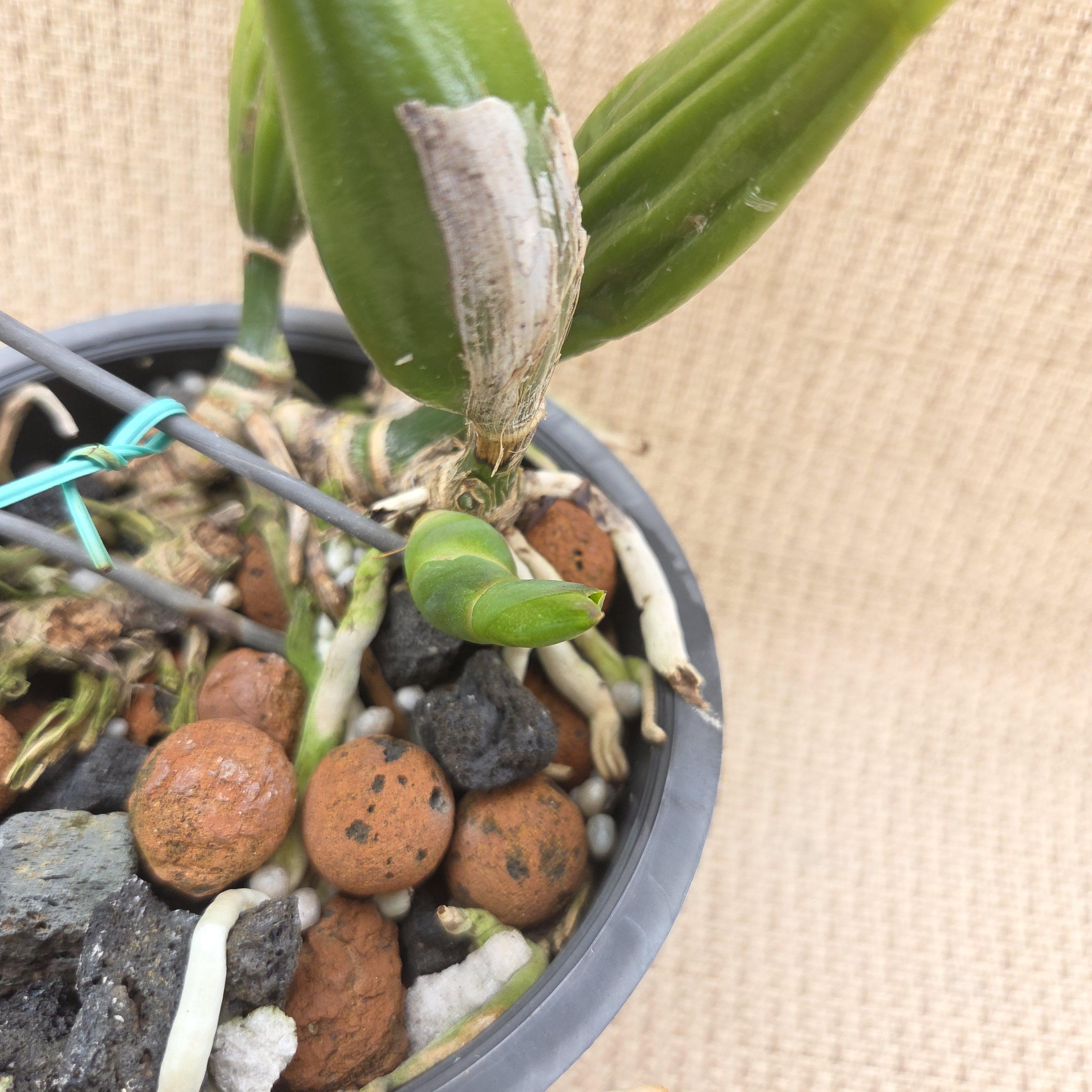 Cattleya percivaliana 'Summit' var. Mendenhall – Image 4