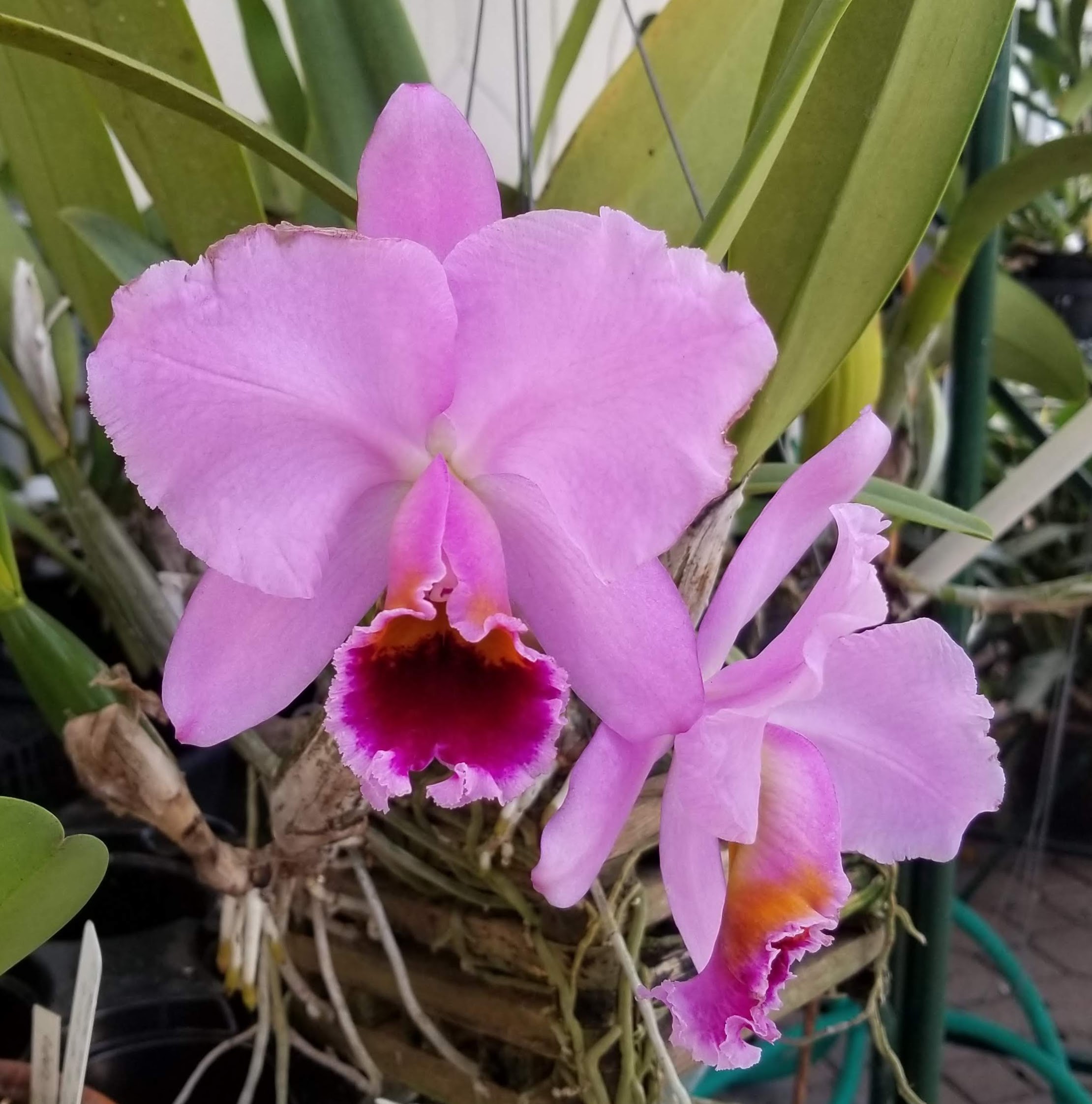Cattleya percivaliana 'Summit' var. Mendenhall – Image 2