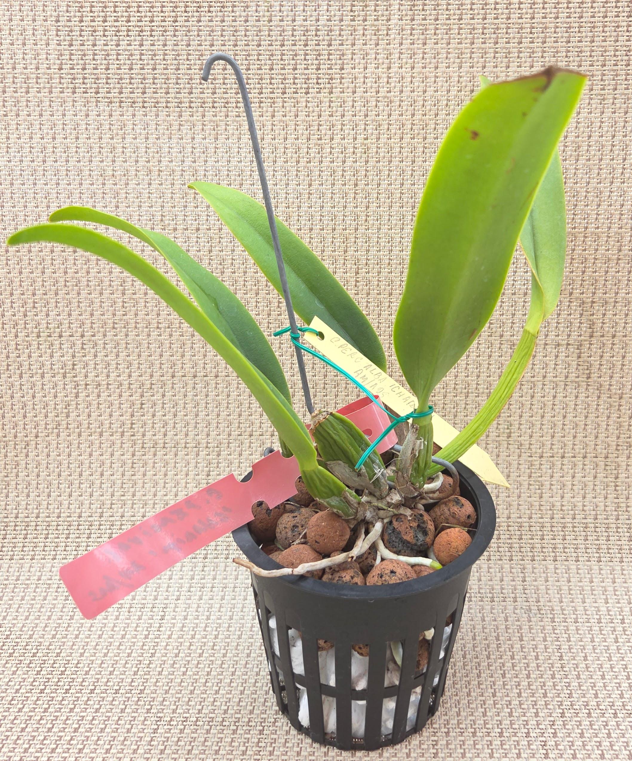Cattleya percivaliana alba 'Charito AM/AOS – Image 2