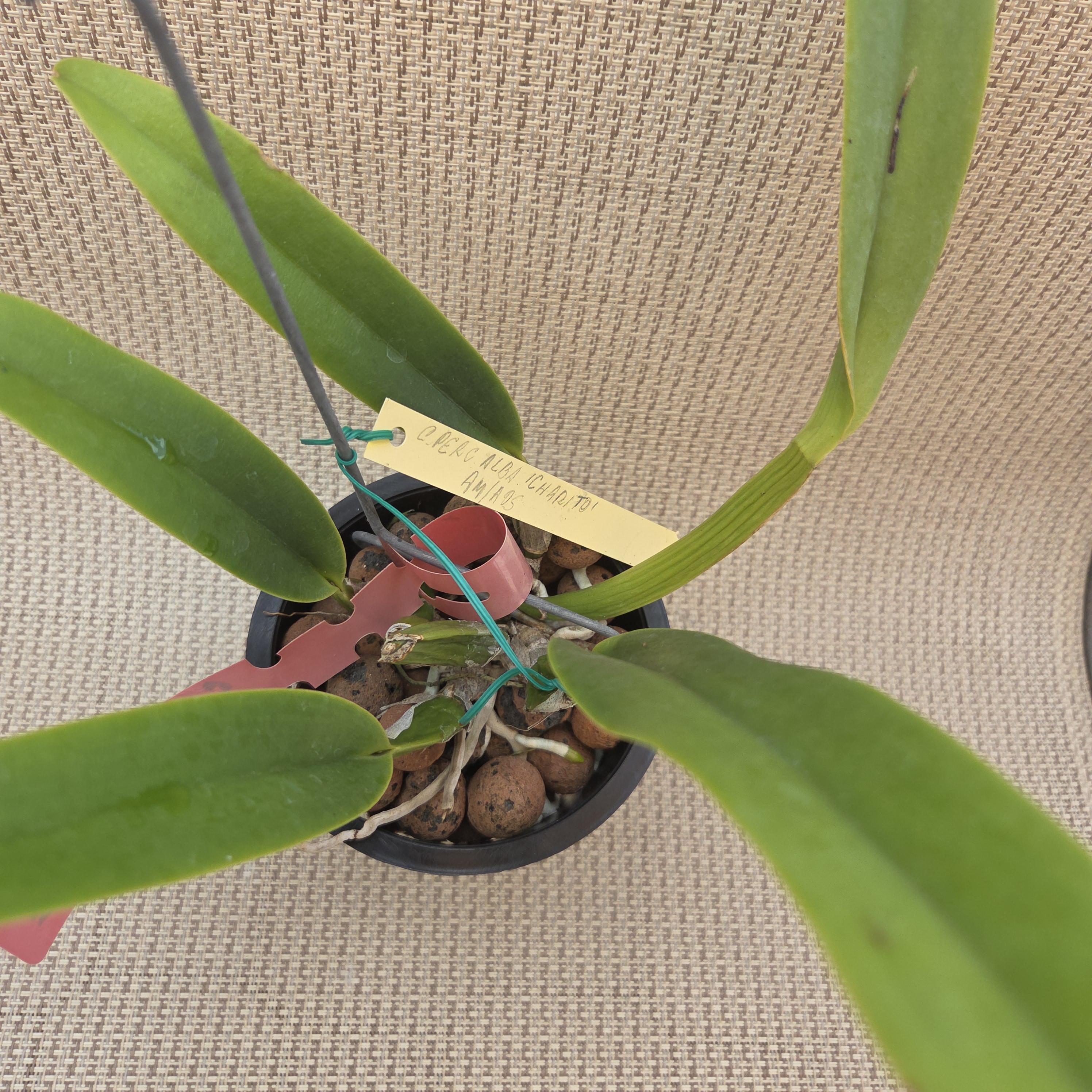 Cattleya percivaliana alba 'Charito AM/AOS – Image 4