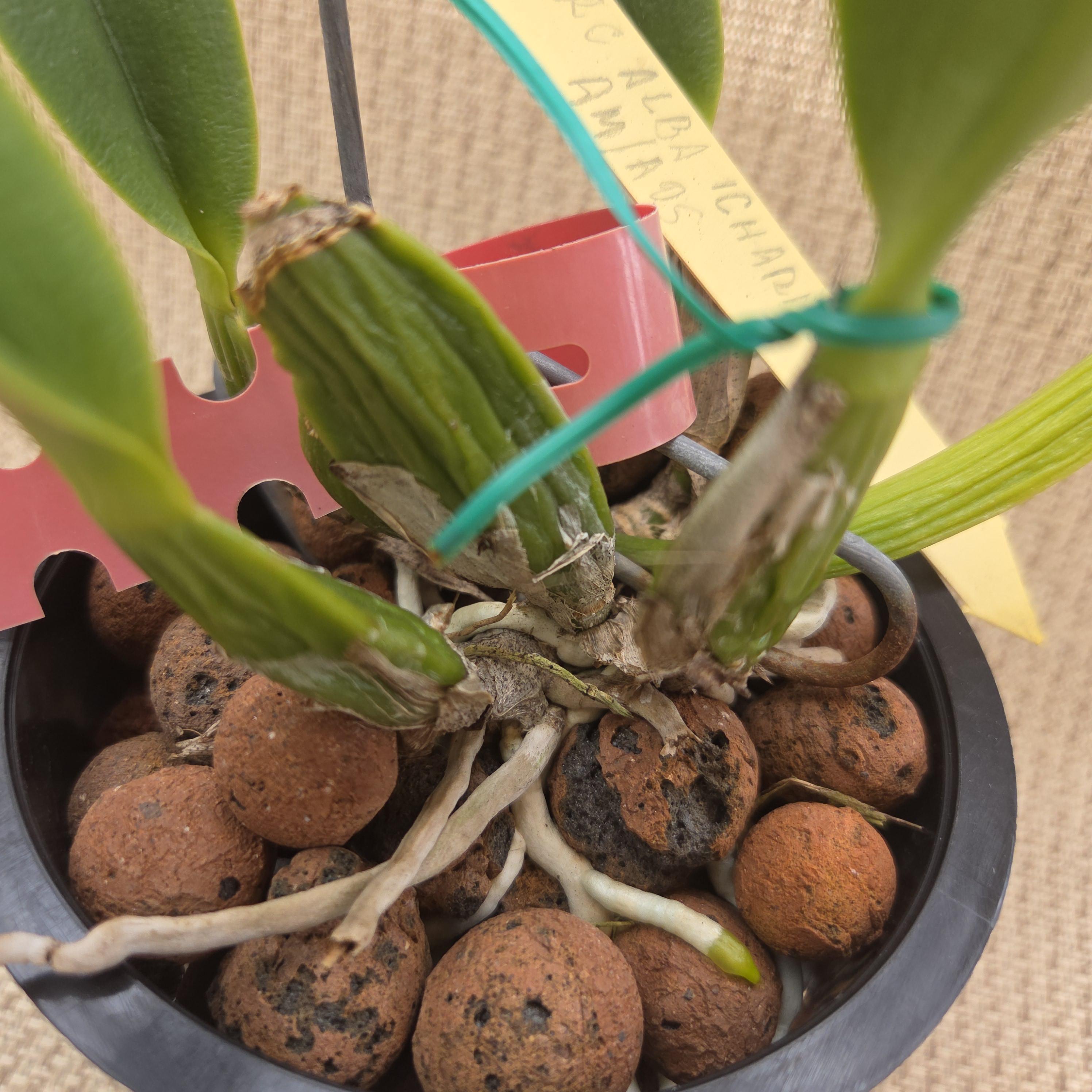 Cattleya percivaliana alba 'Charito AM/AOS – Image 3