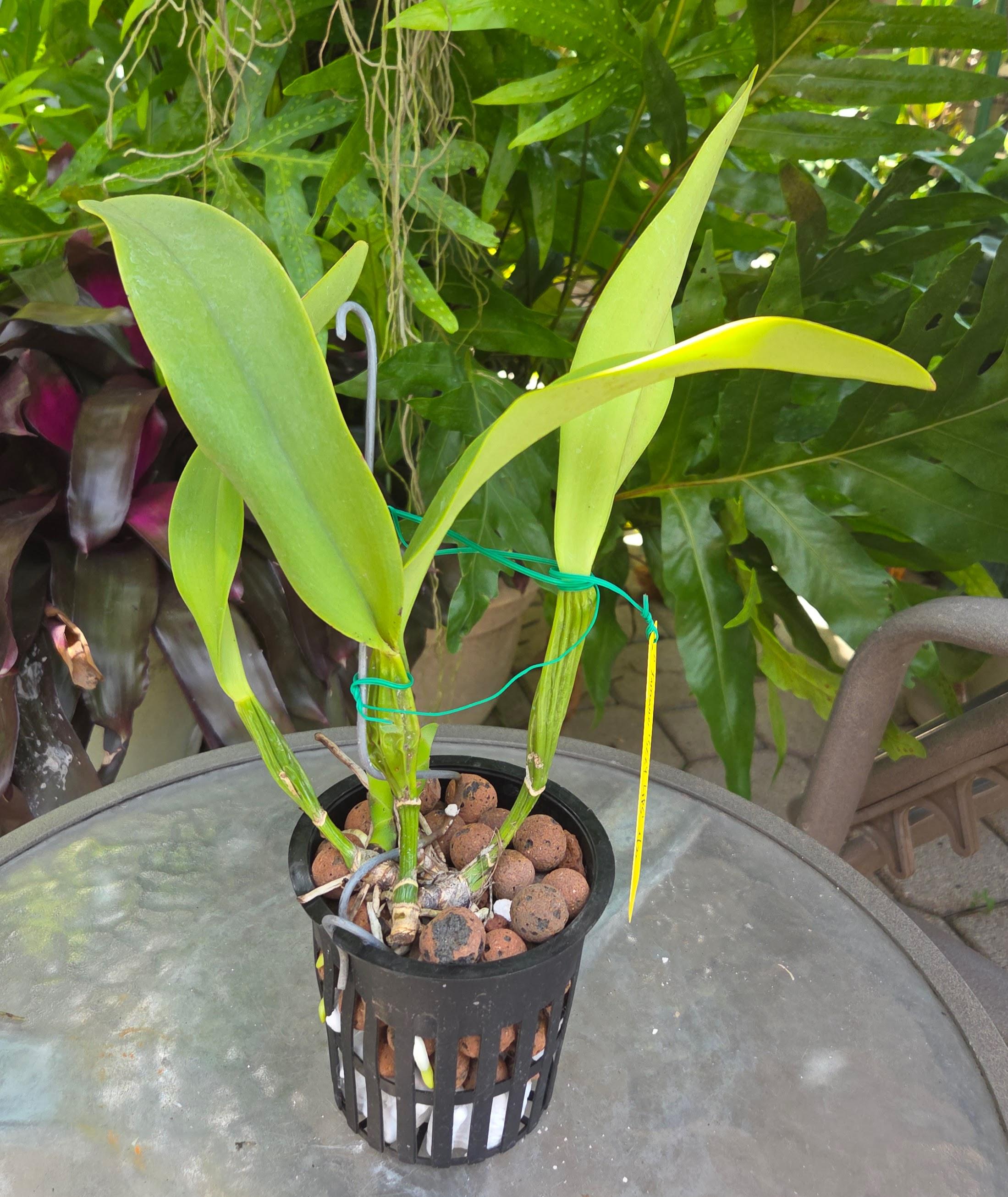 Cattleya trianae semi alba splash 'Sexy Lips' – Image 3