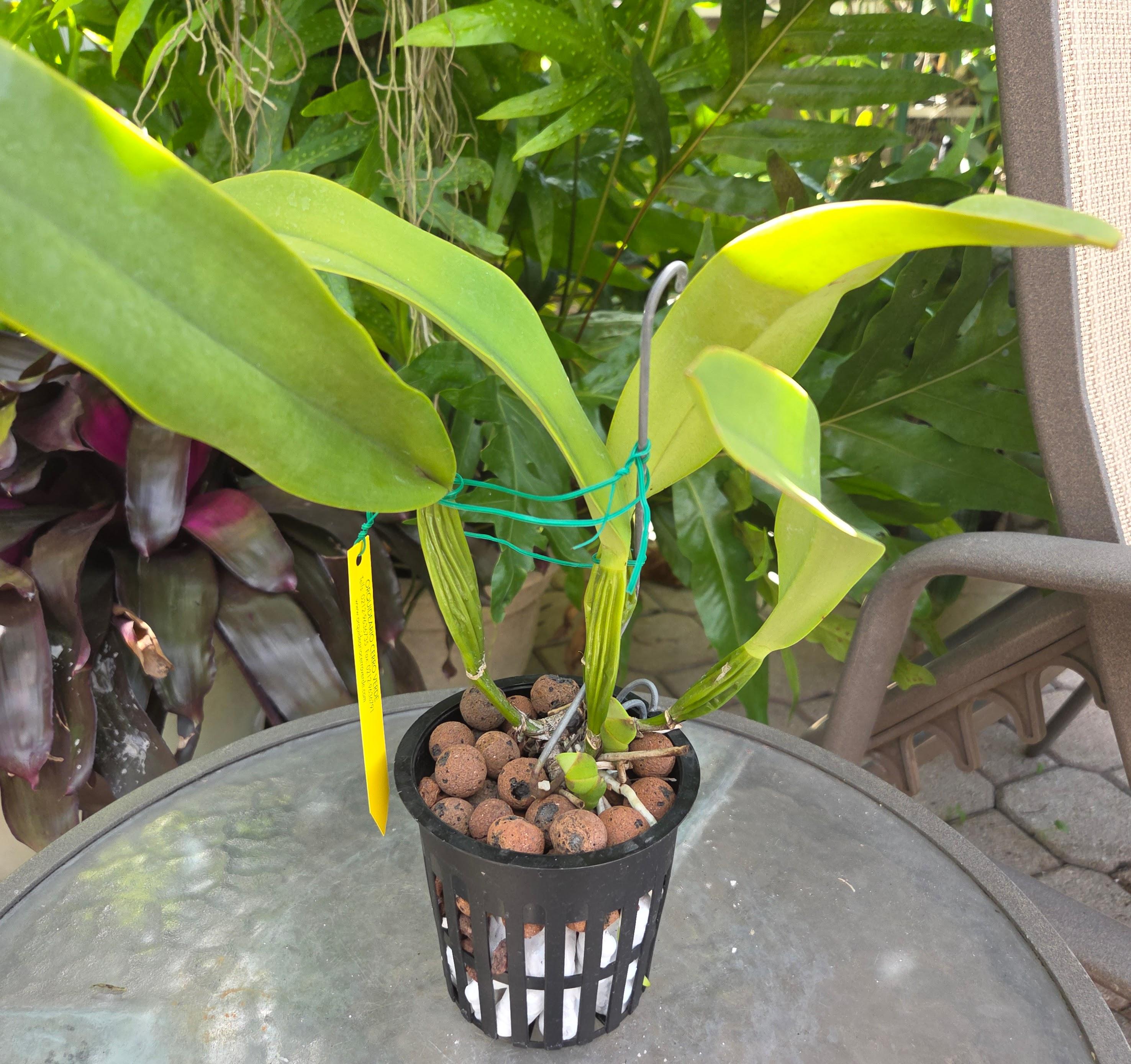 Cattleya trianae semi alba splash 'Sexy Lips' – Image 2