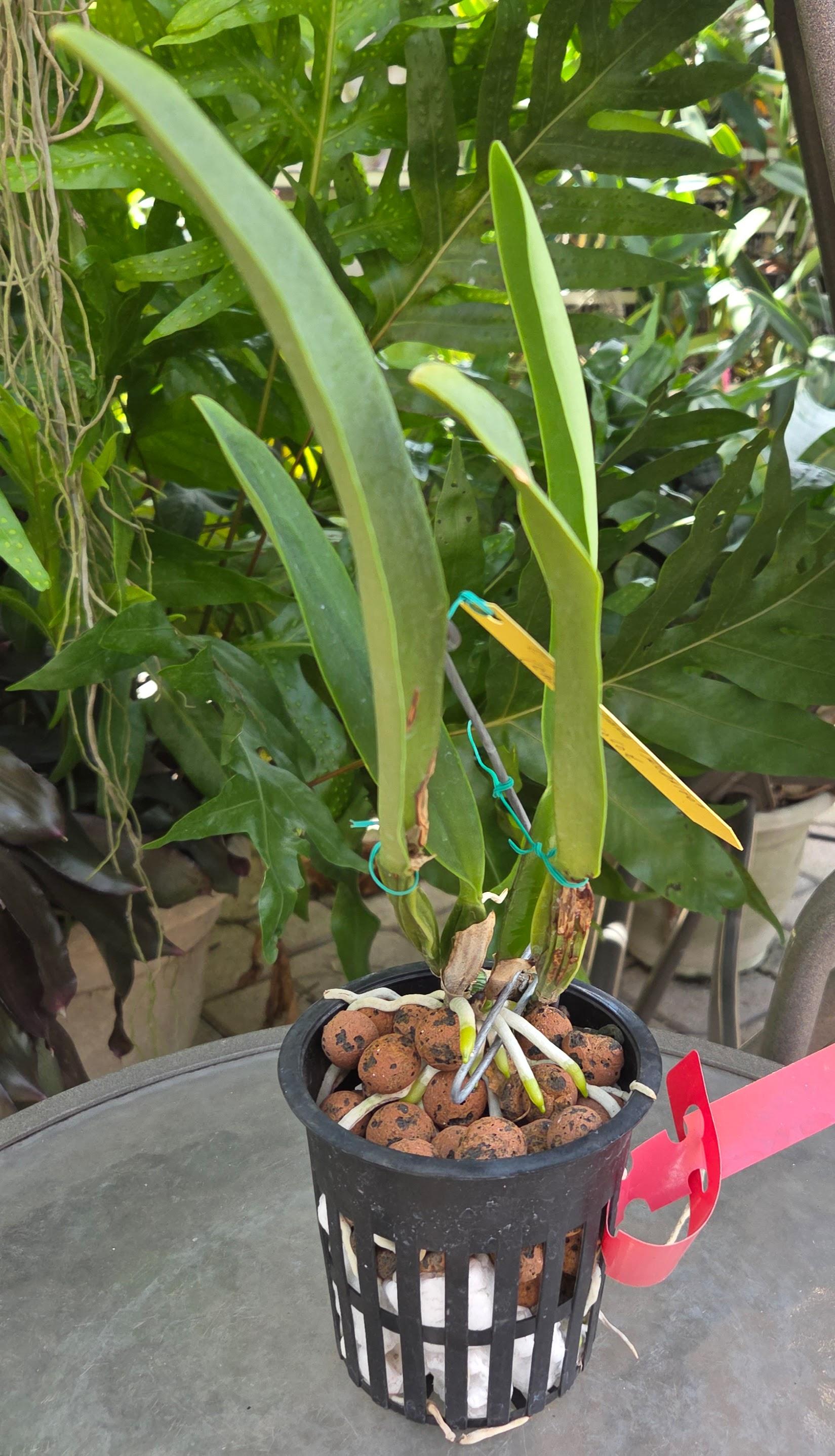 Cattleya percivaliana aurea 'Rodrigo' – Image 2
